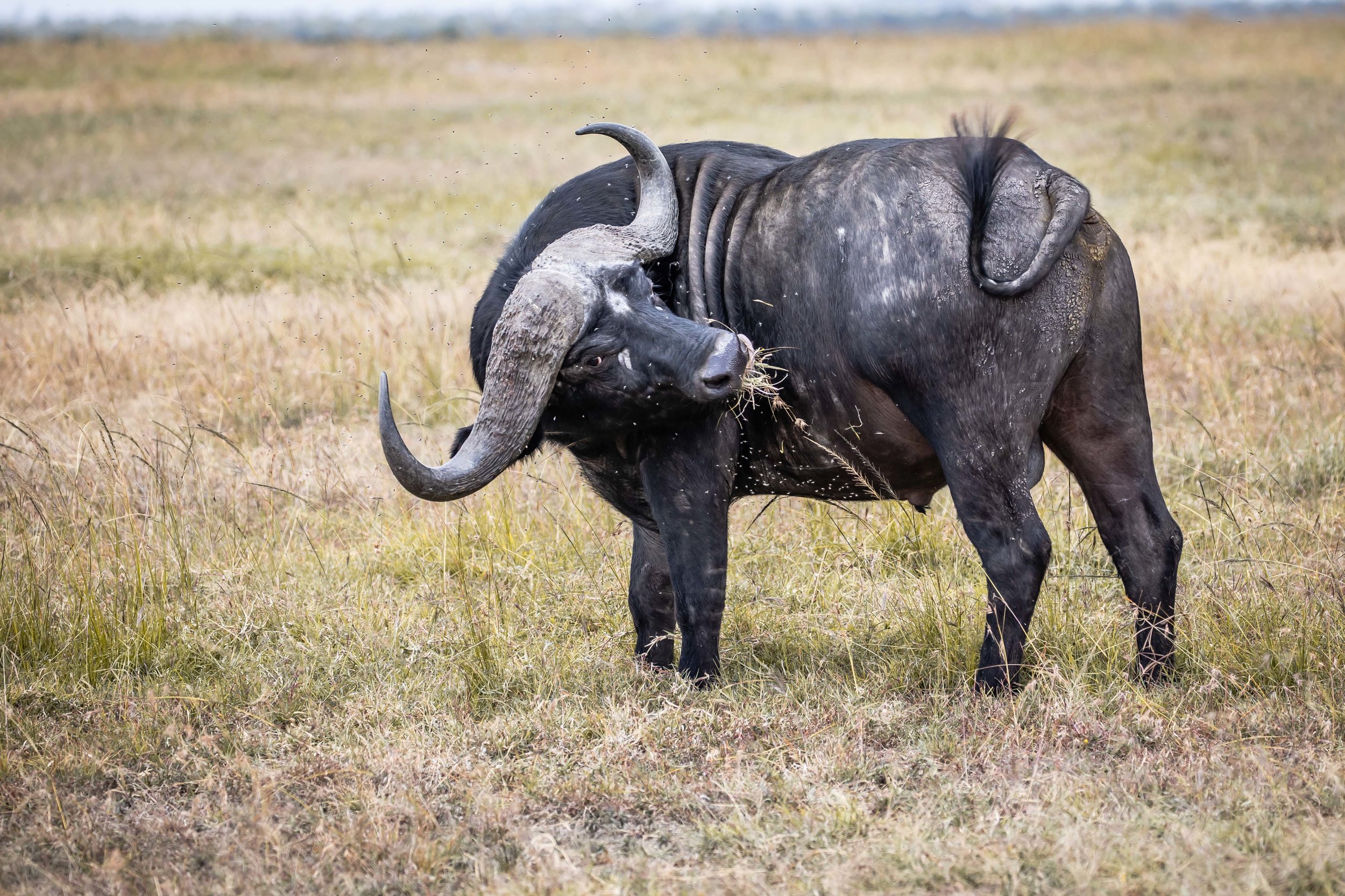 Water Buffalo, Ol Pejeta Reserve, Kenya