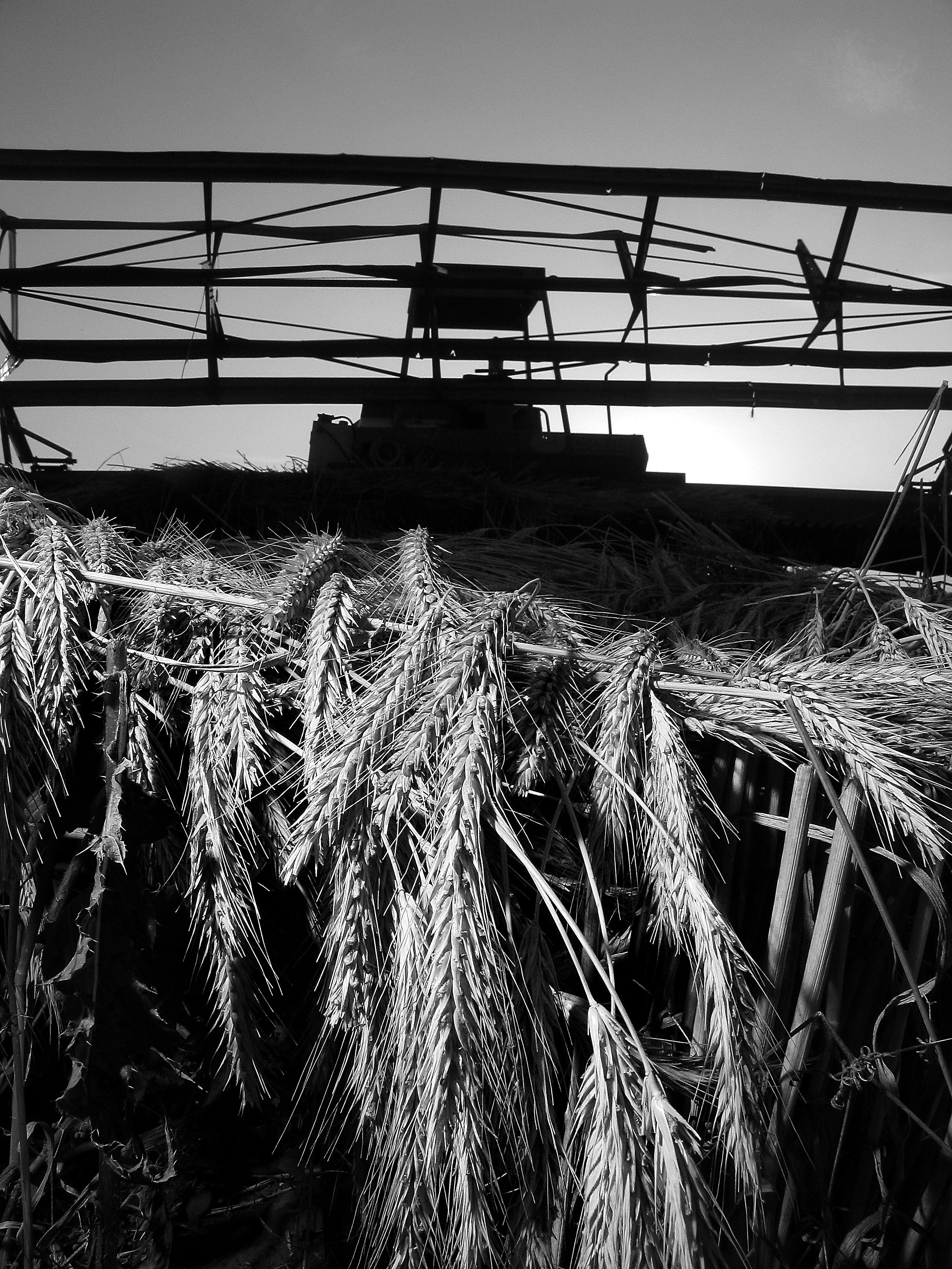 Barley, East of Parkland, Alberta
