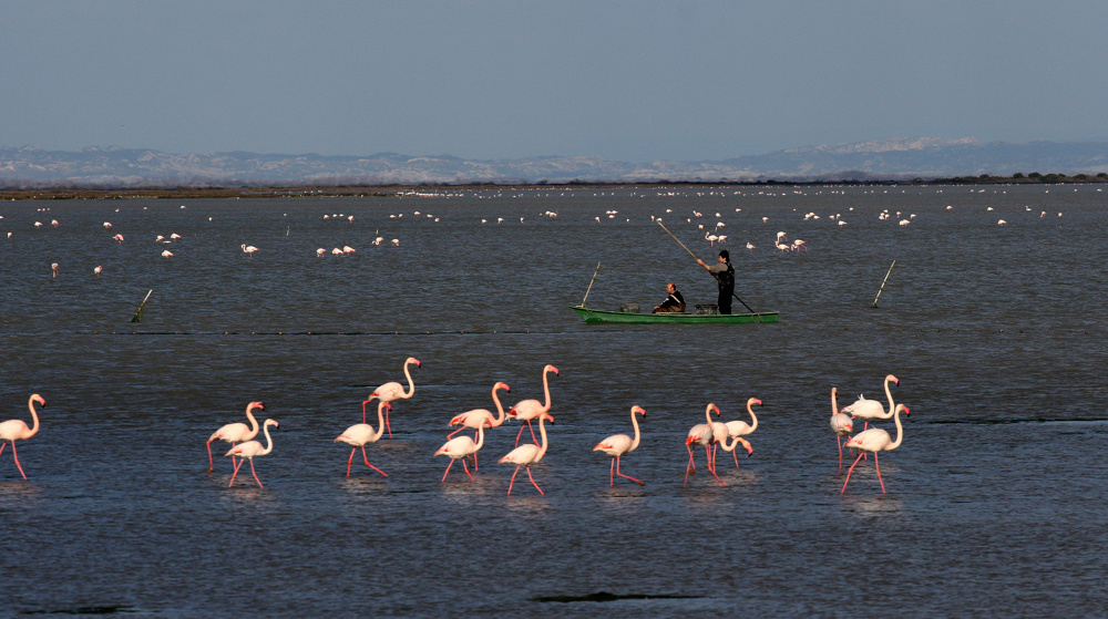 Flamingos in The Camargue, France