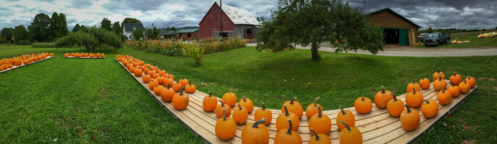 Pumpkins, Windsor, Nova Scotia