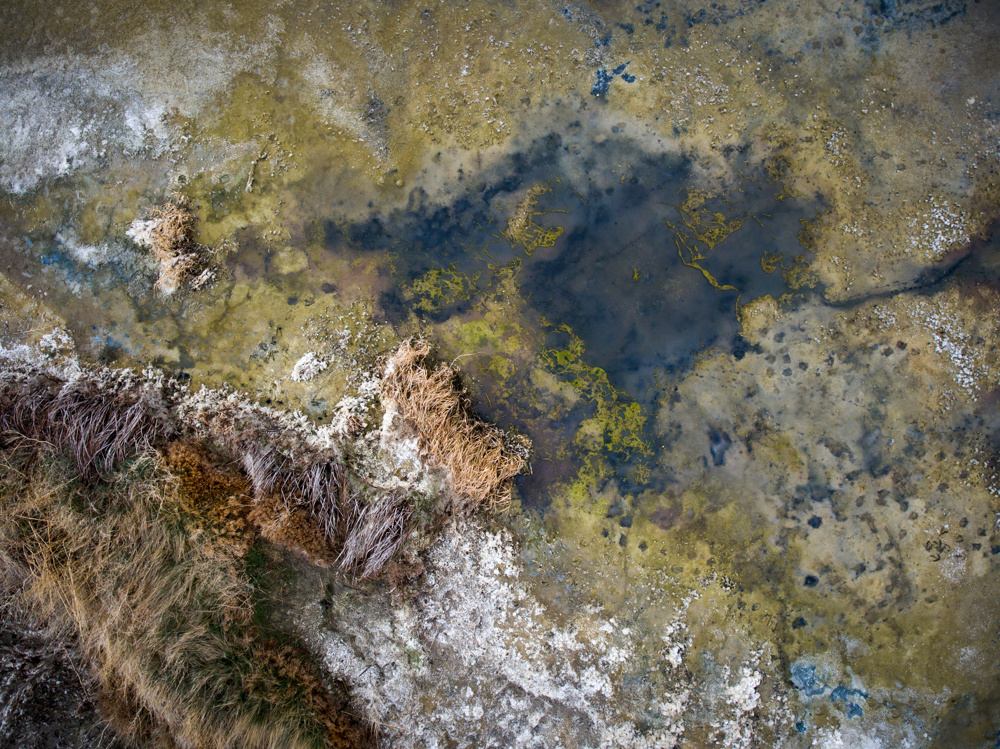 Cyanobacteria and alkali in a dry slough
