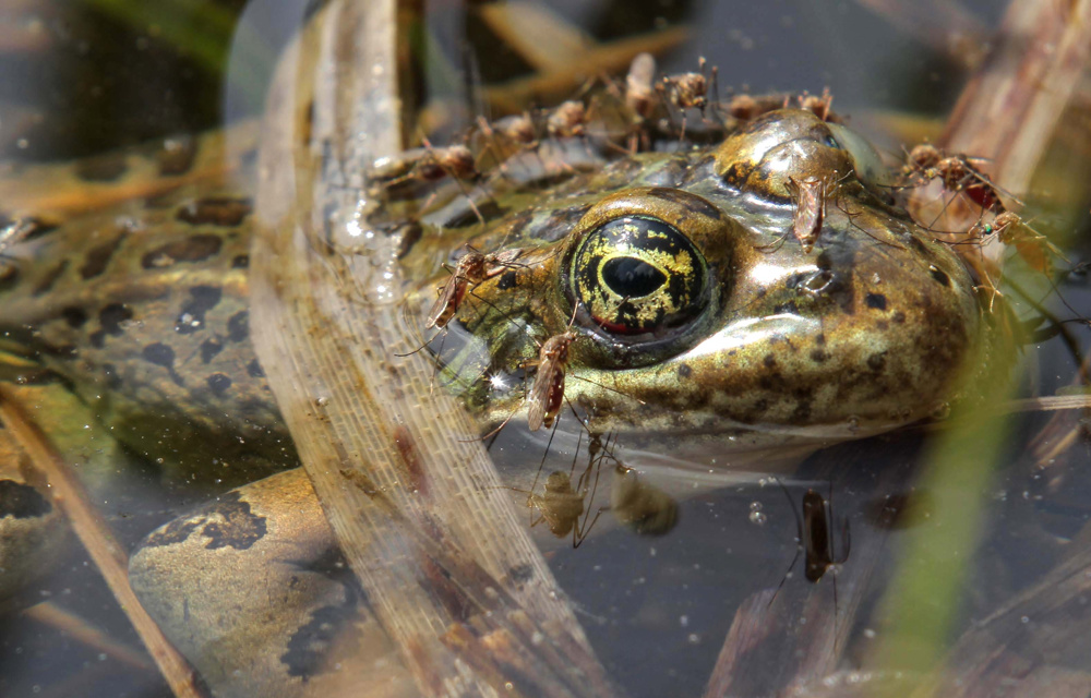 A very stoic leopard frog