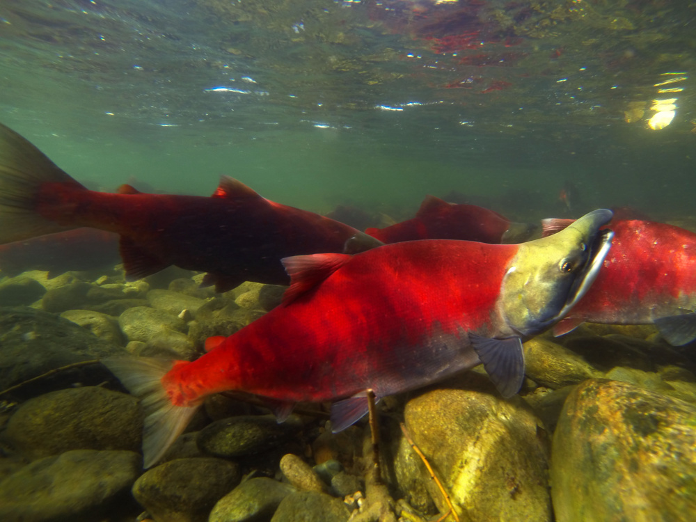 Sockeye salmon, Adams River