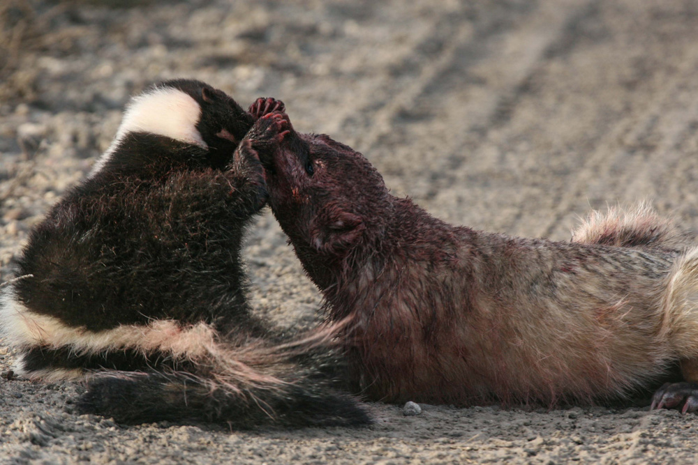 Badger battles skunk