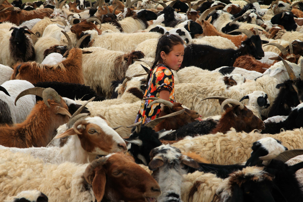 Gathering the goats, Mongolia