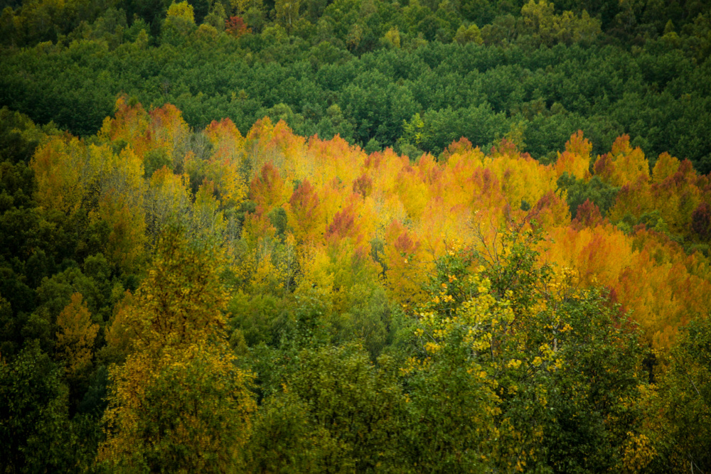 Fall colour, Buryatia, Siberia