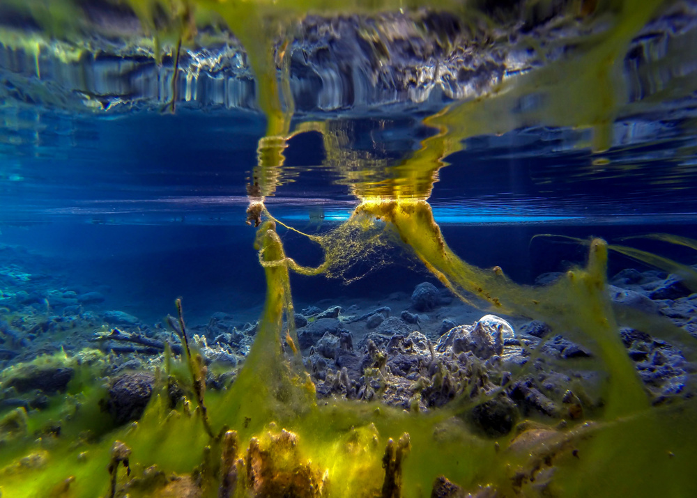 The Algae Nebula