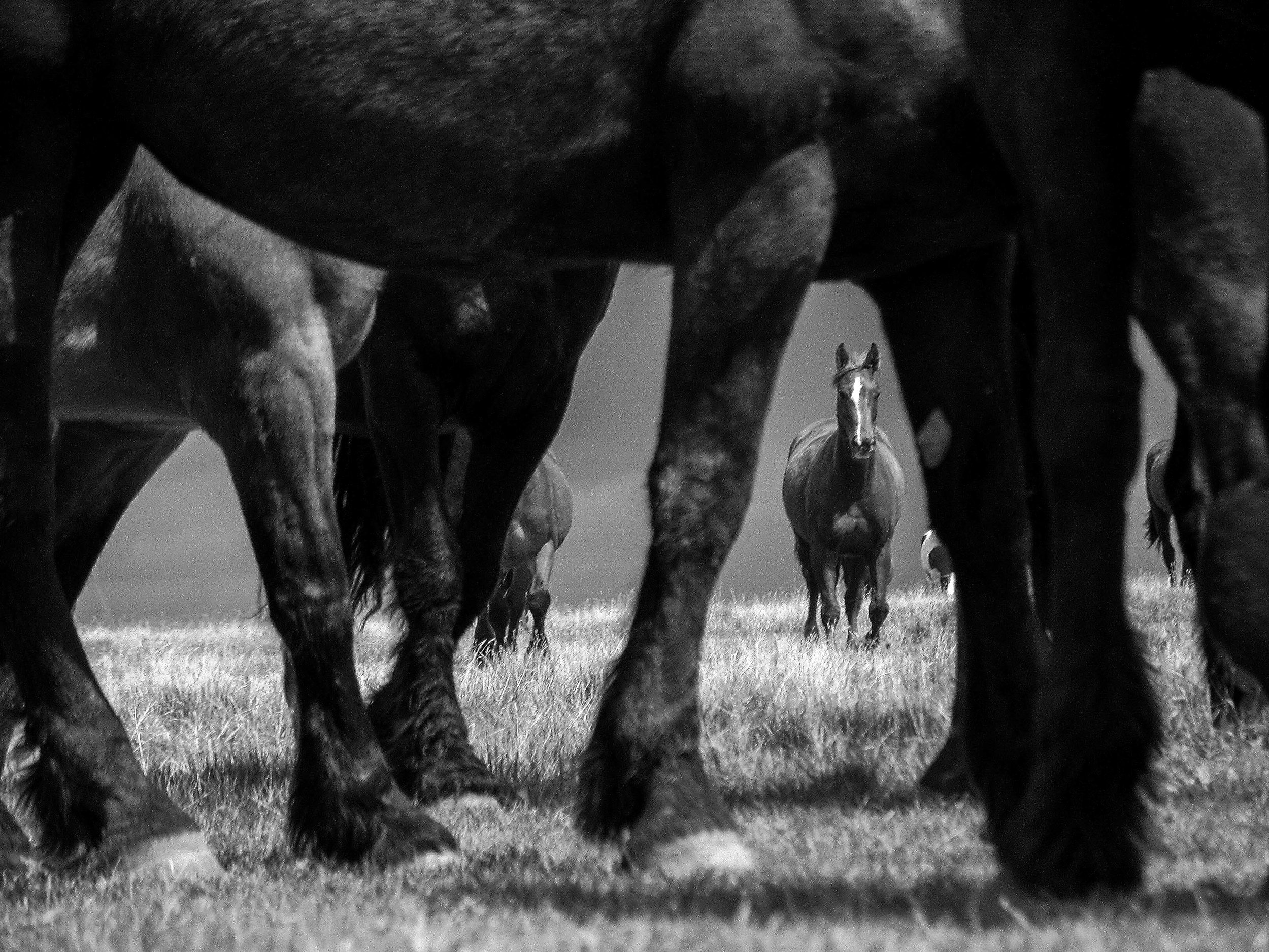 Horses, Cluny, Alberta