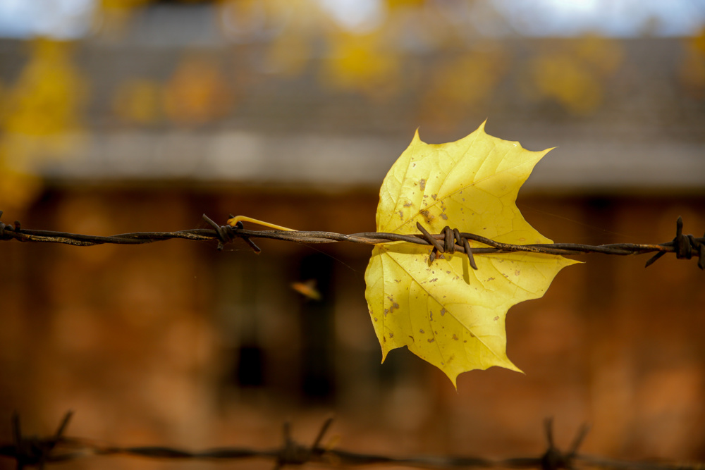 Maple leaf on barbed wire, Auschwitz