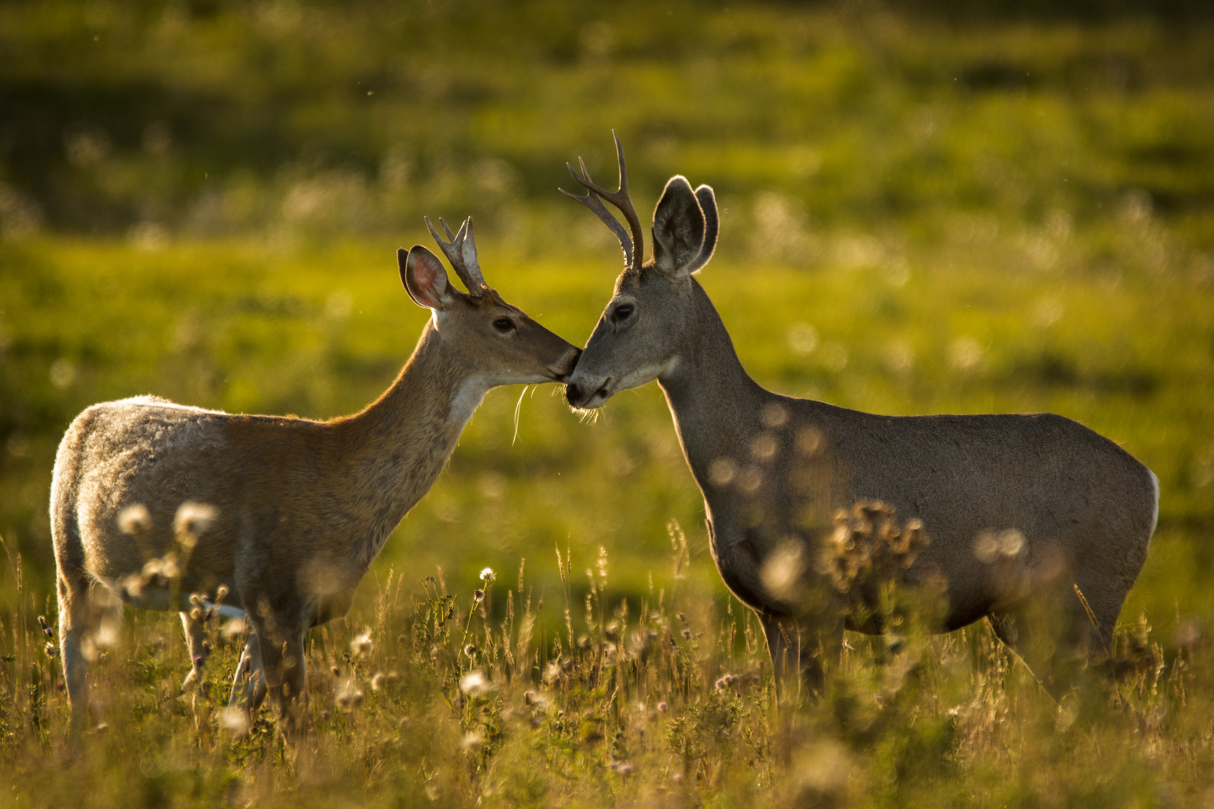Odd couple, whitetail and mule deer bucks