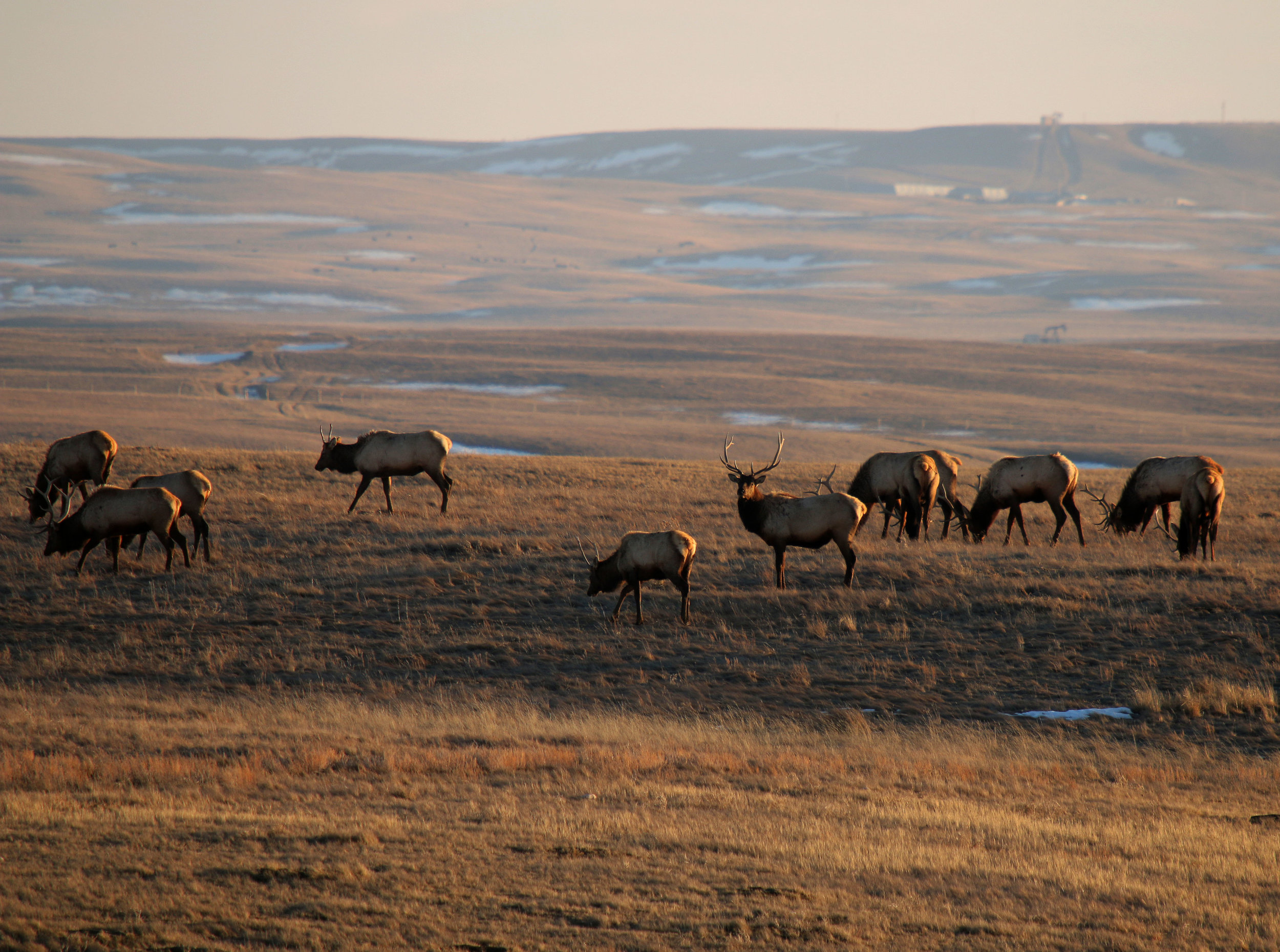 Elk on the prairie in the Milk River valley.