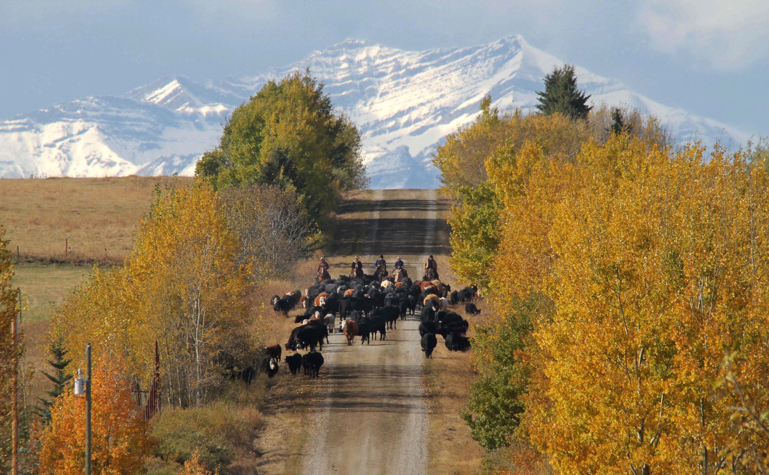 Bringing the cattle home, Sheep Creek fall roundup.