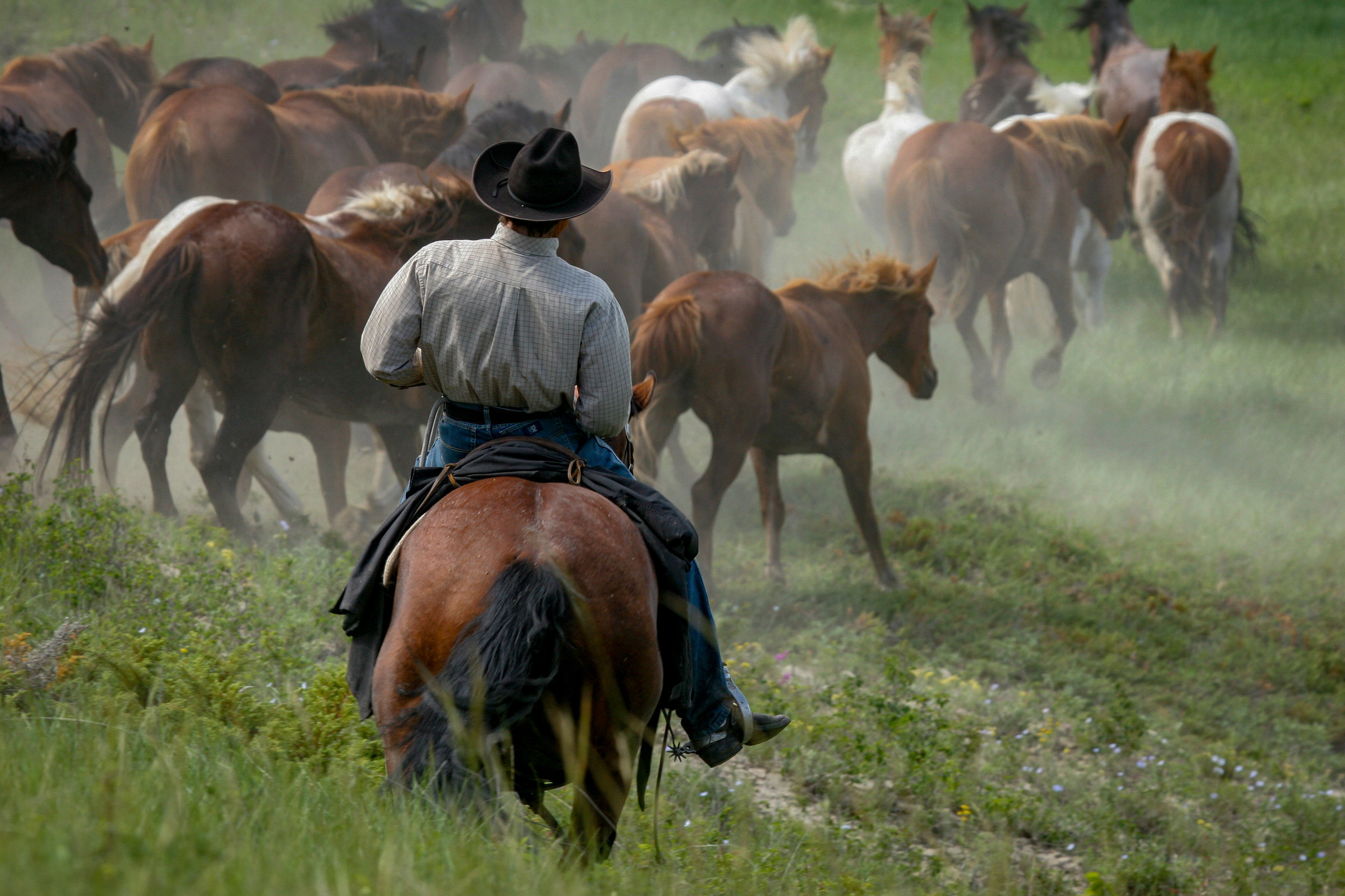 Moving the horses, Trail of 2005