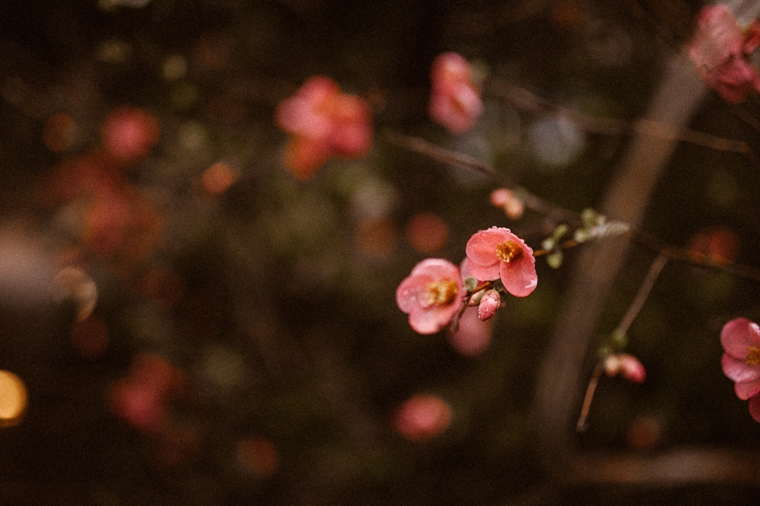 pink-flowers-with-grain--5.jpg