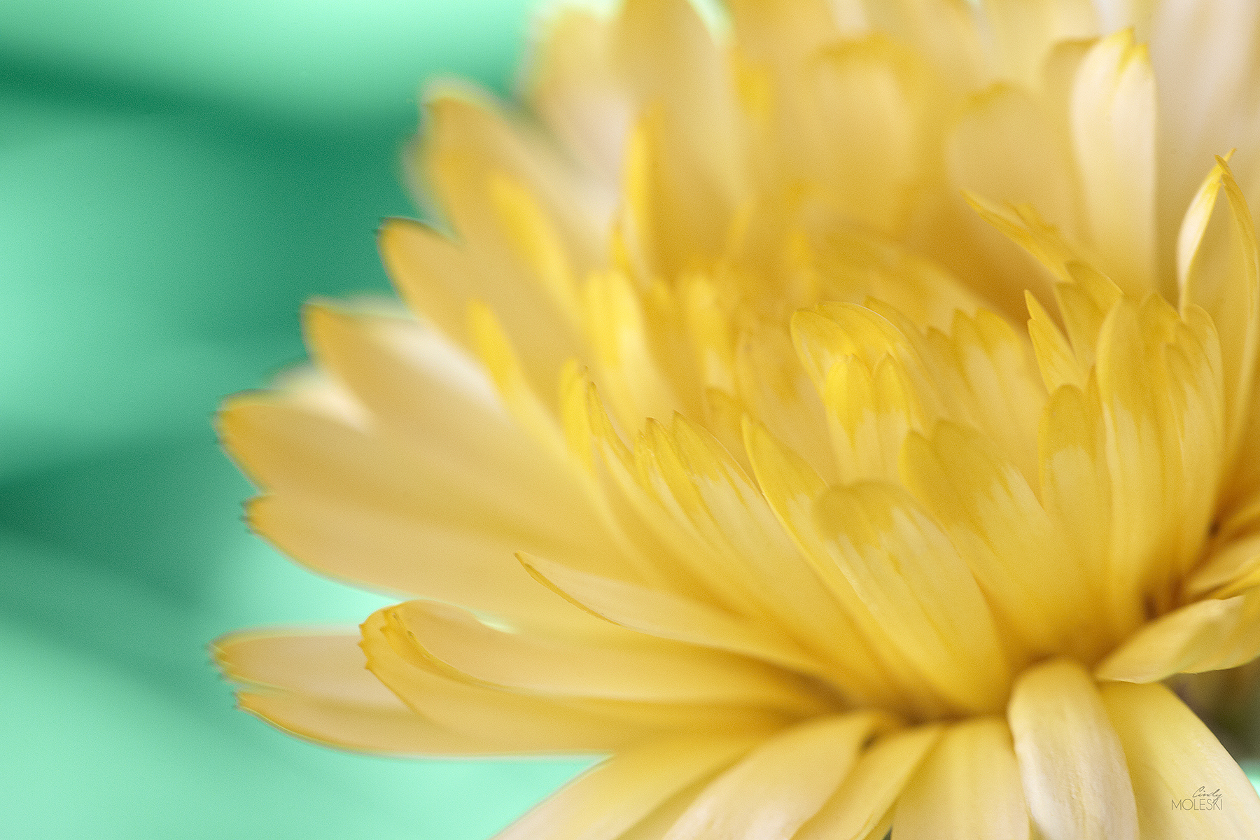 Little Teal, Lotta Yellow I-cindy-moleski-professional-photographer-saskatoon-saskatchewan-floral-straw-flower FB.jpg