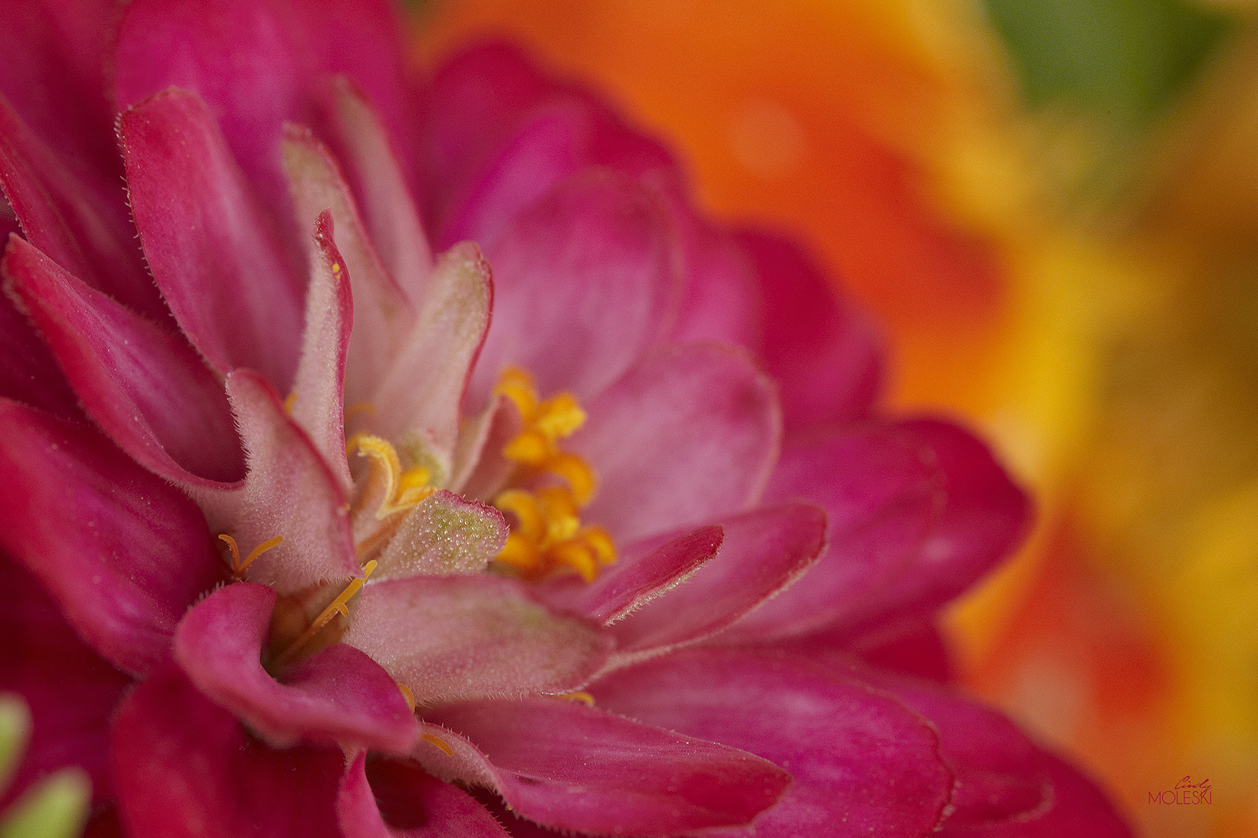 Pink on Fire-cindy-moleski-professional-photographer-saskatoon-saskatchewan-floral-pink-orange-zinniaFB.jpg