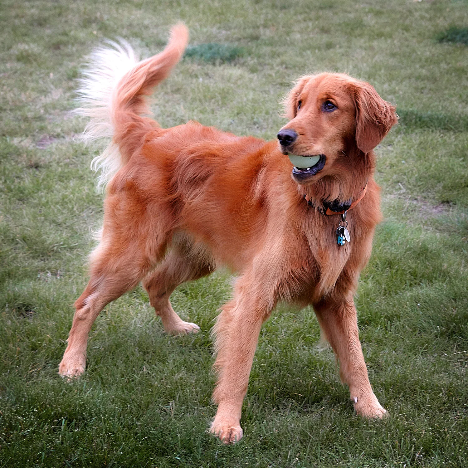 cindy-moleski-bella with her ball-pet-doggie-golden-retriever-saskatoon-saskatchewan-professional-photographer.jpg