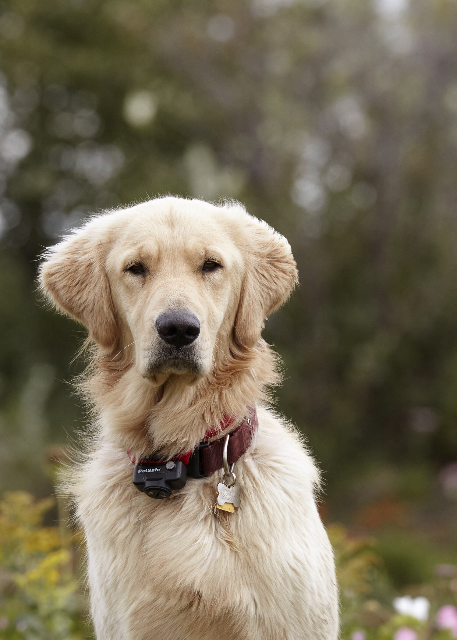 cindy-moleski-professional-pet-dog-golden rertrever-boy-saskatoon -saskatchean-5721e copy.jpg