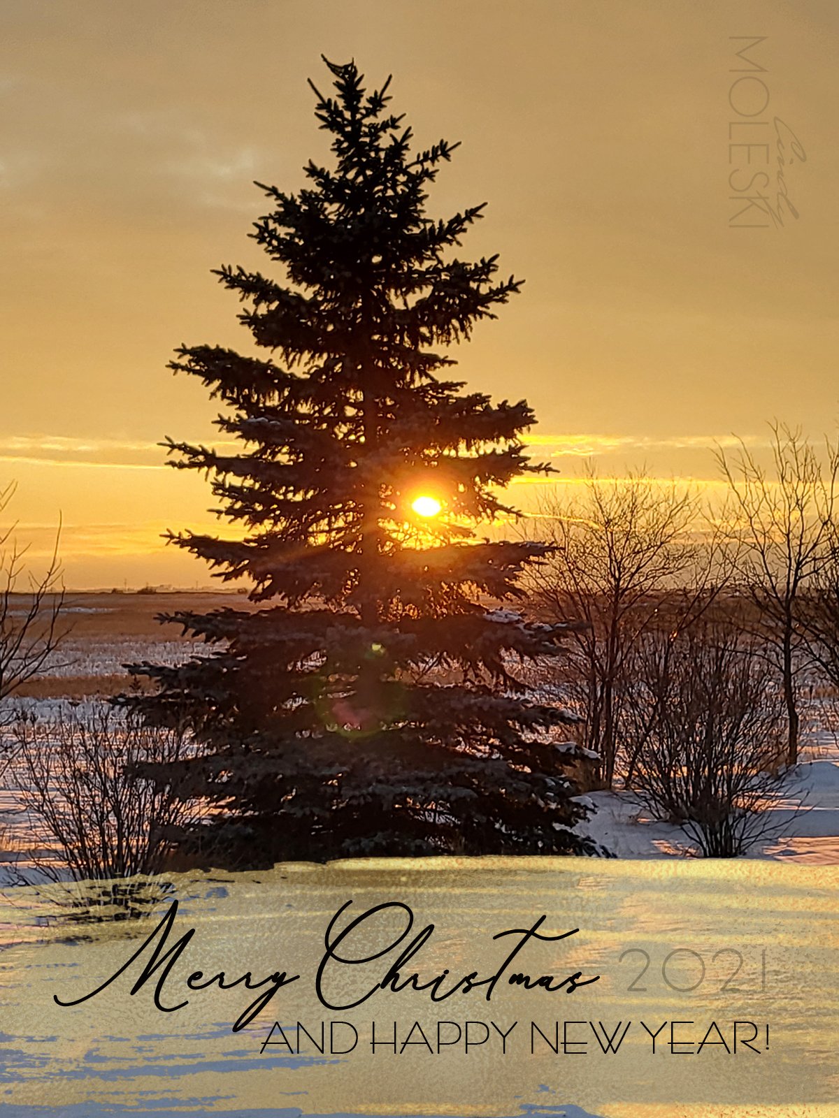 Cindy-Moleski-Professional-Photographer-Saskatoon-Saskatchewan-Christmas-New Year-2021.jpg