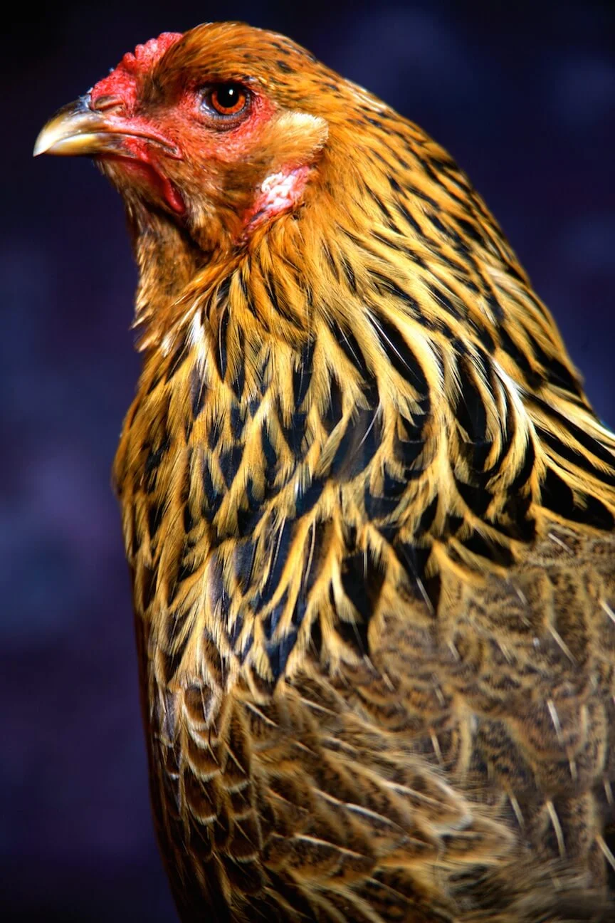 chicken-portrait.jpg