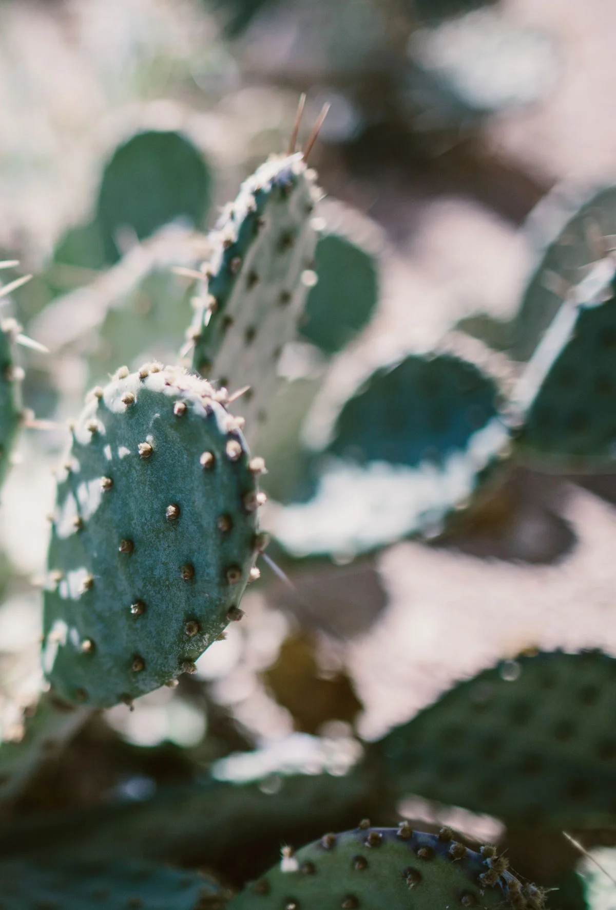Cactus4-Web.jpg