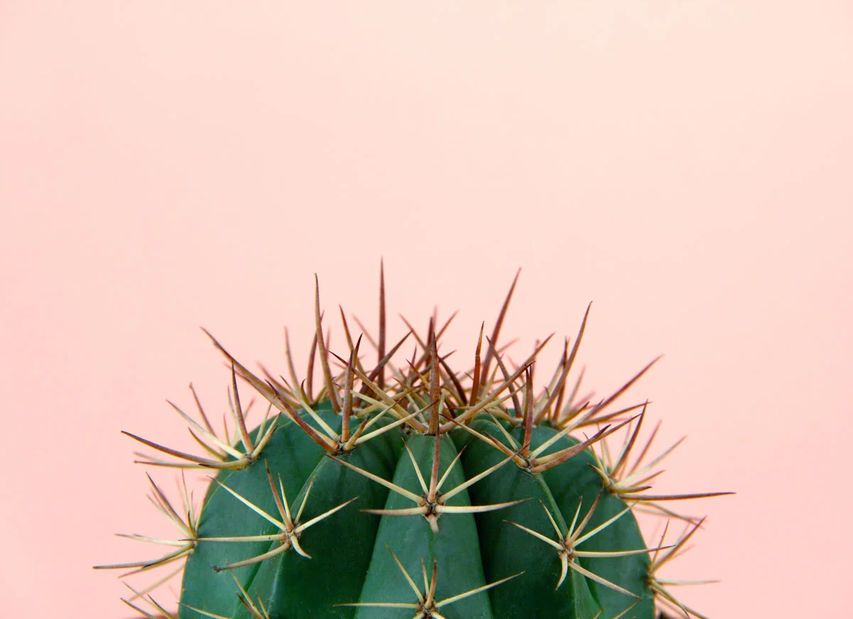 CactusMacroPink.jpg
