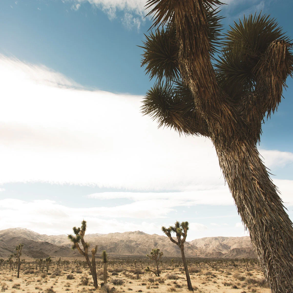 JoshuaTree-70.jpg