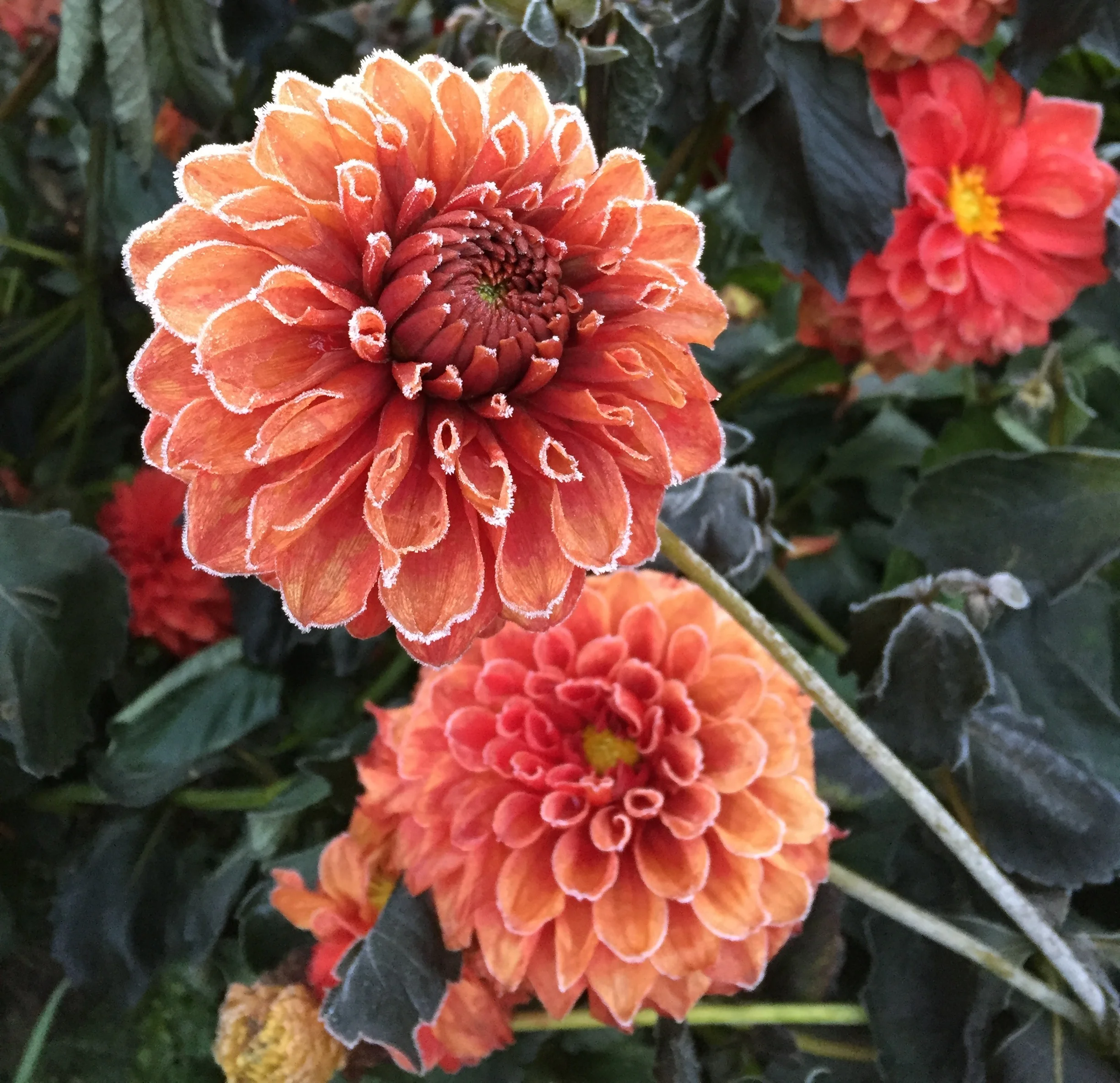 Dahlia.jpg