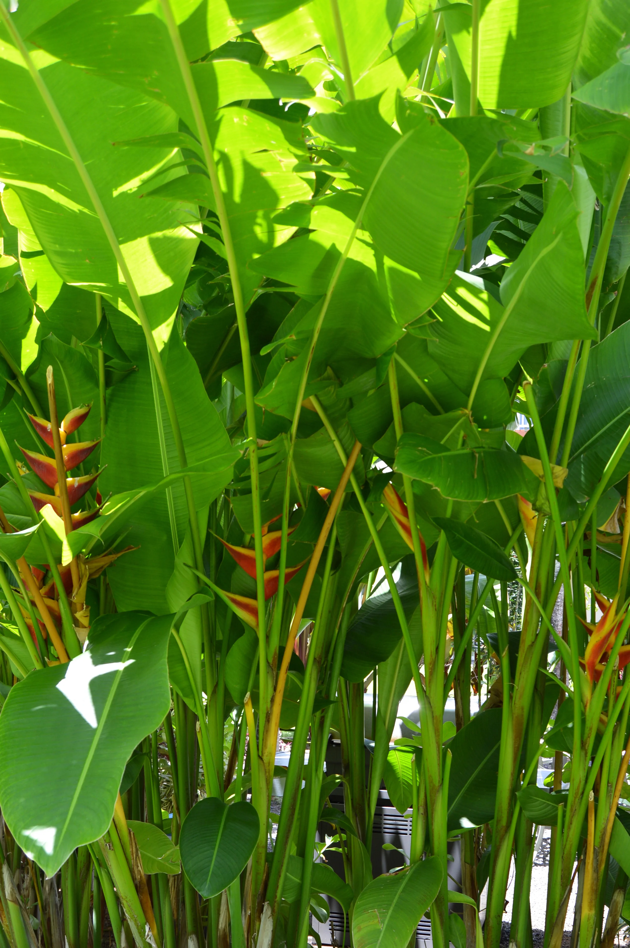 Hawaiian Tropics | Birdie Shoots