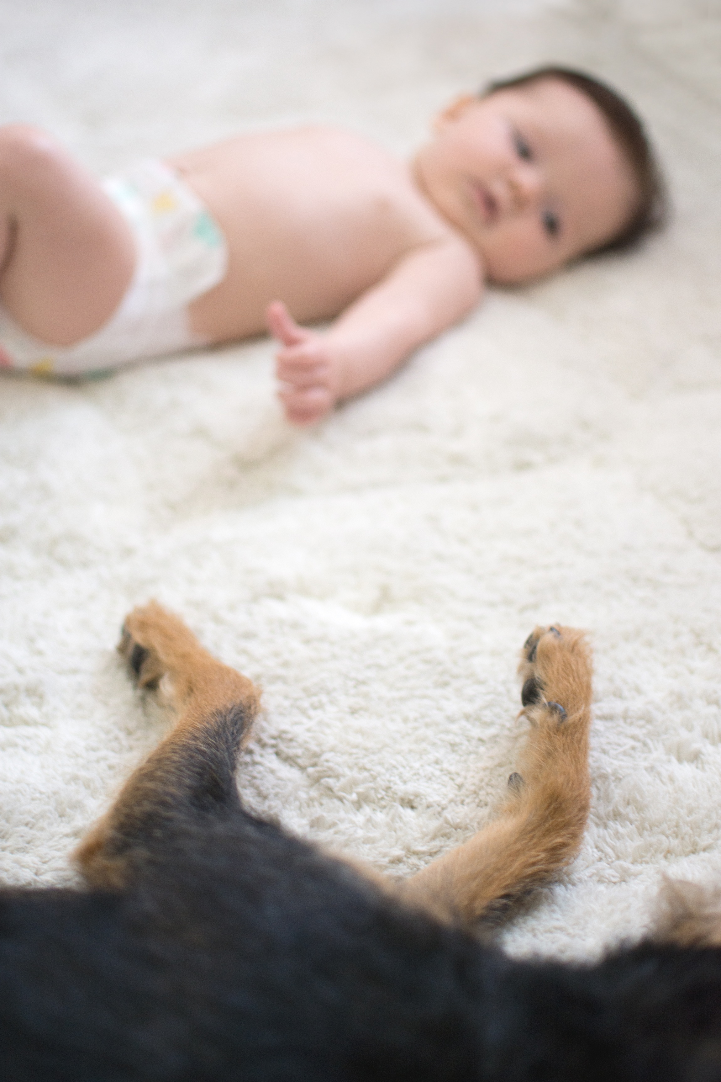 How to Introduce Your Family Pet to a New Baby via. The Pacific Standard | www.thepacificstandard.com