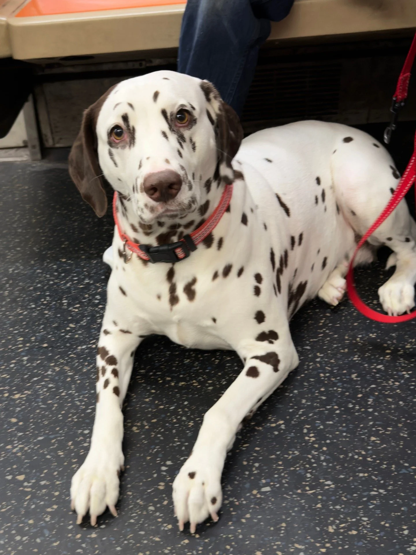 Met Lula on the subway - it was her first time and she was a little shaky. :)

#dogsofinstagram #subwaydogs #nycsubway #dogstagram