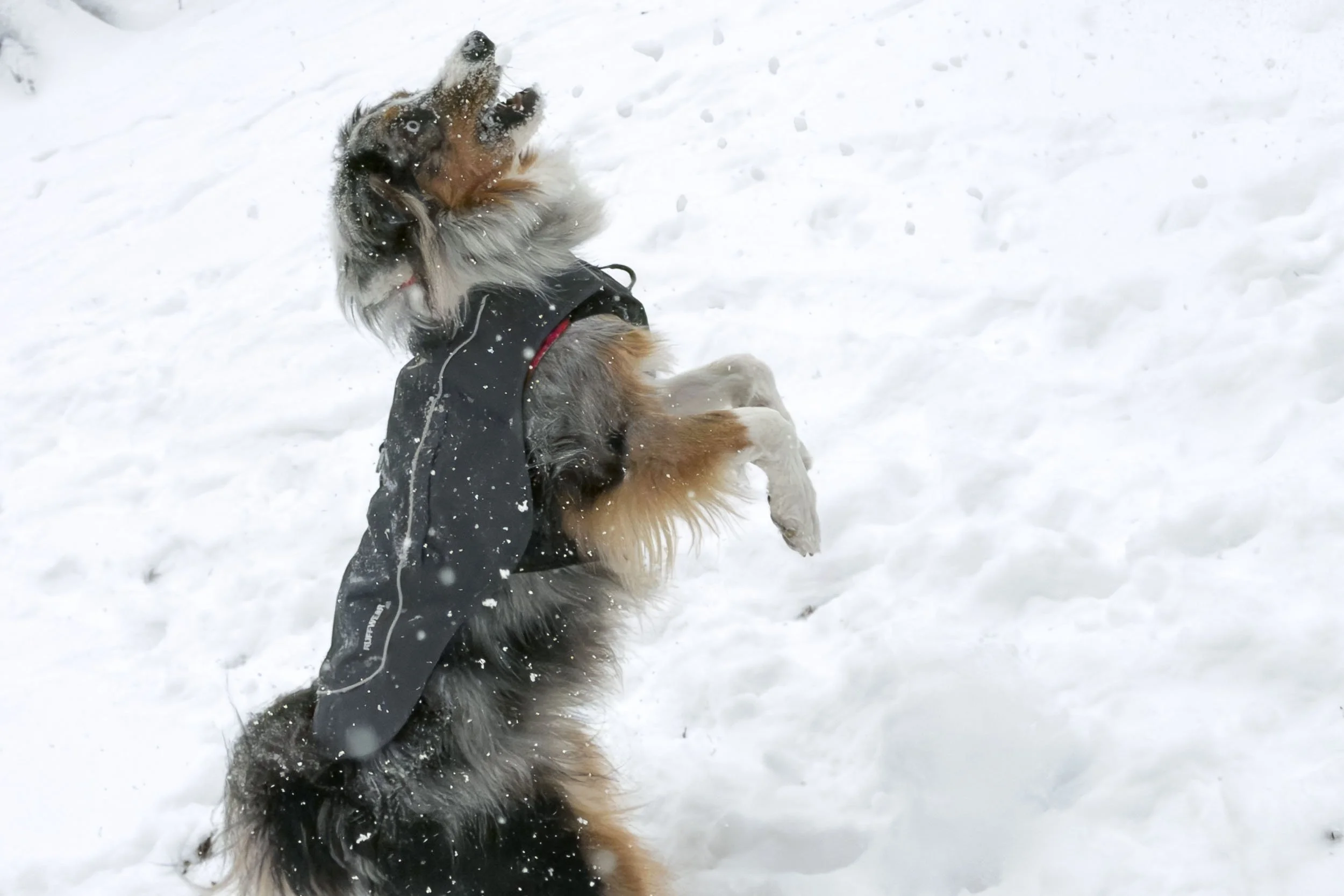 snow-days-nyc-8.jpg