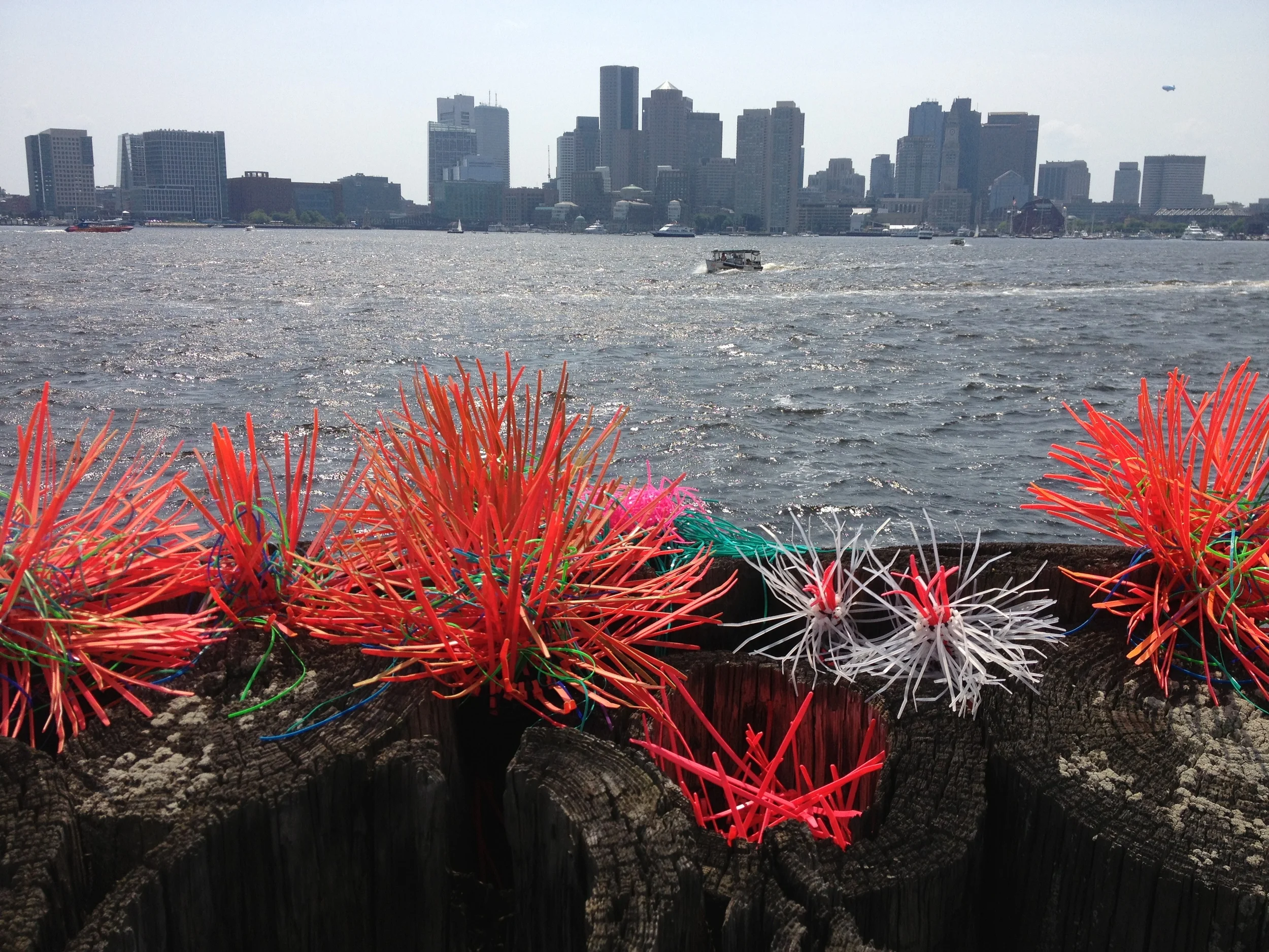 Sea Anemone - Boston2 cevans.JPG