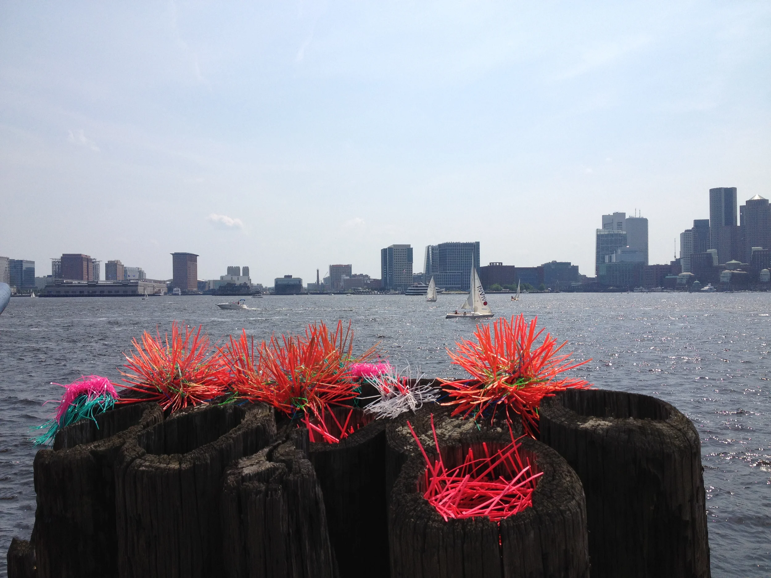 Sea Anemone - Boston1 cevans.jpg