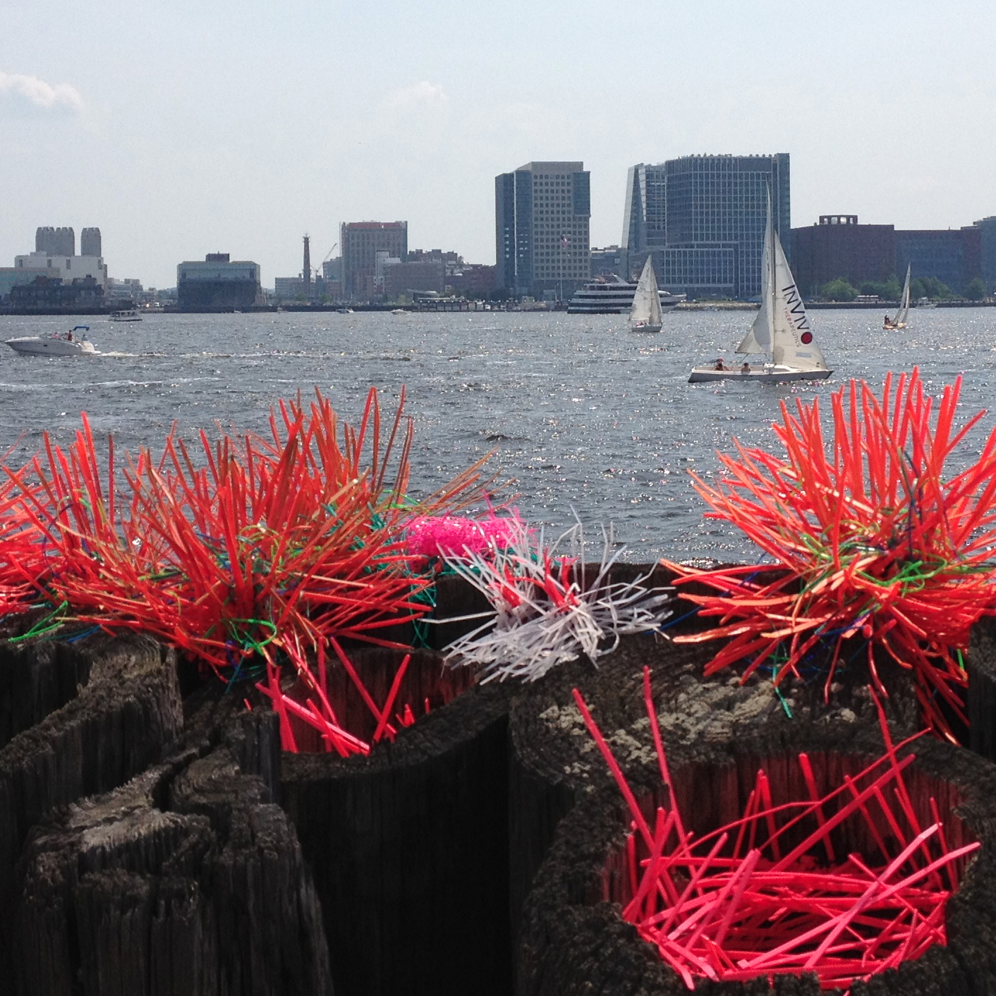 Sea Anemone - Boston1 cevans.jpg