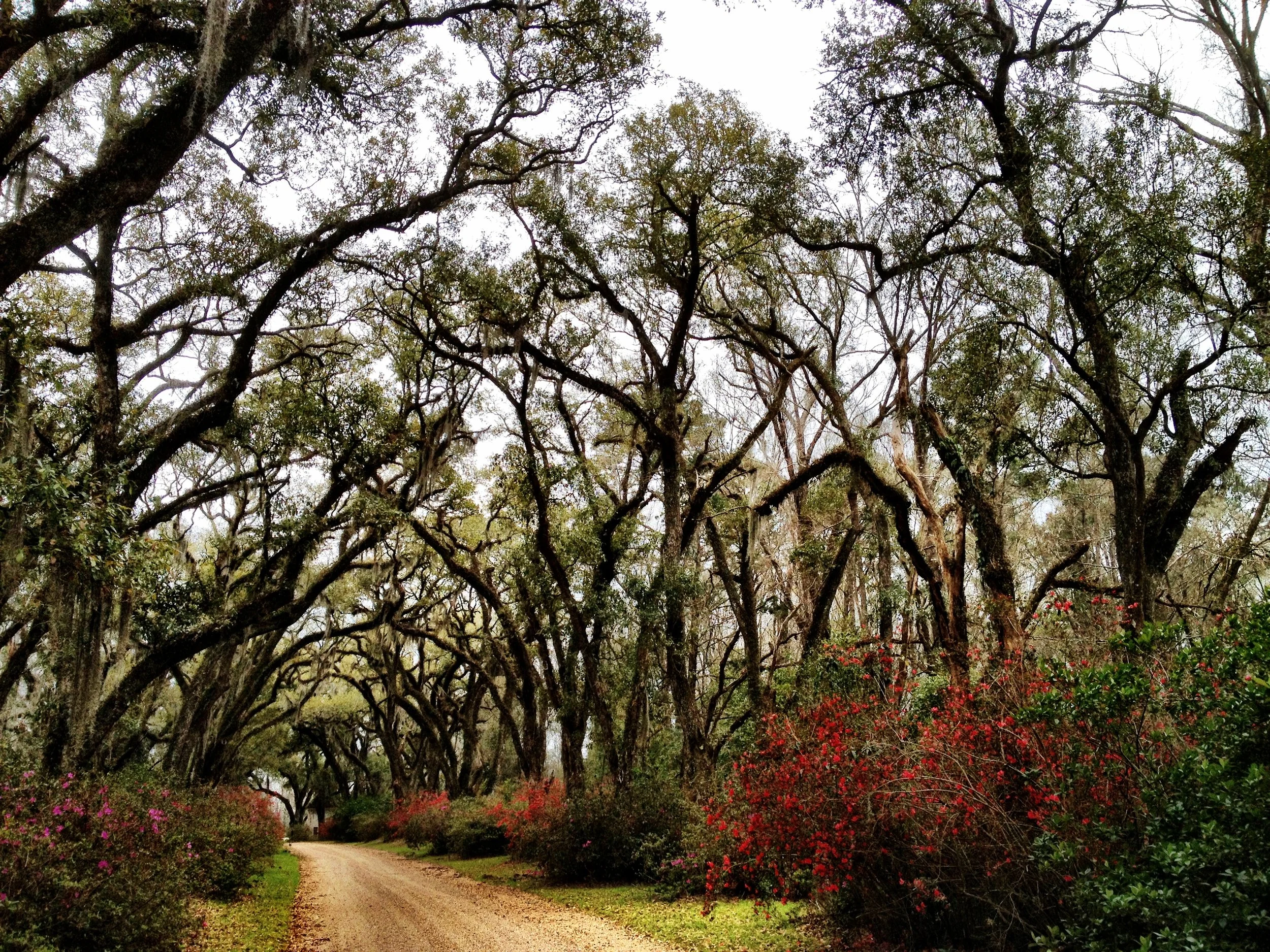 Louisianna Live Oak Alee.JPG