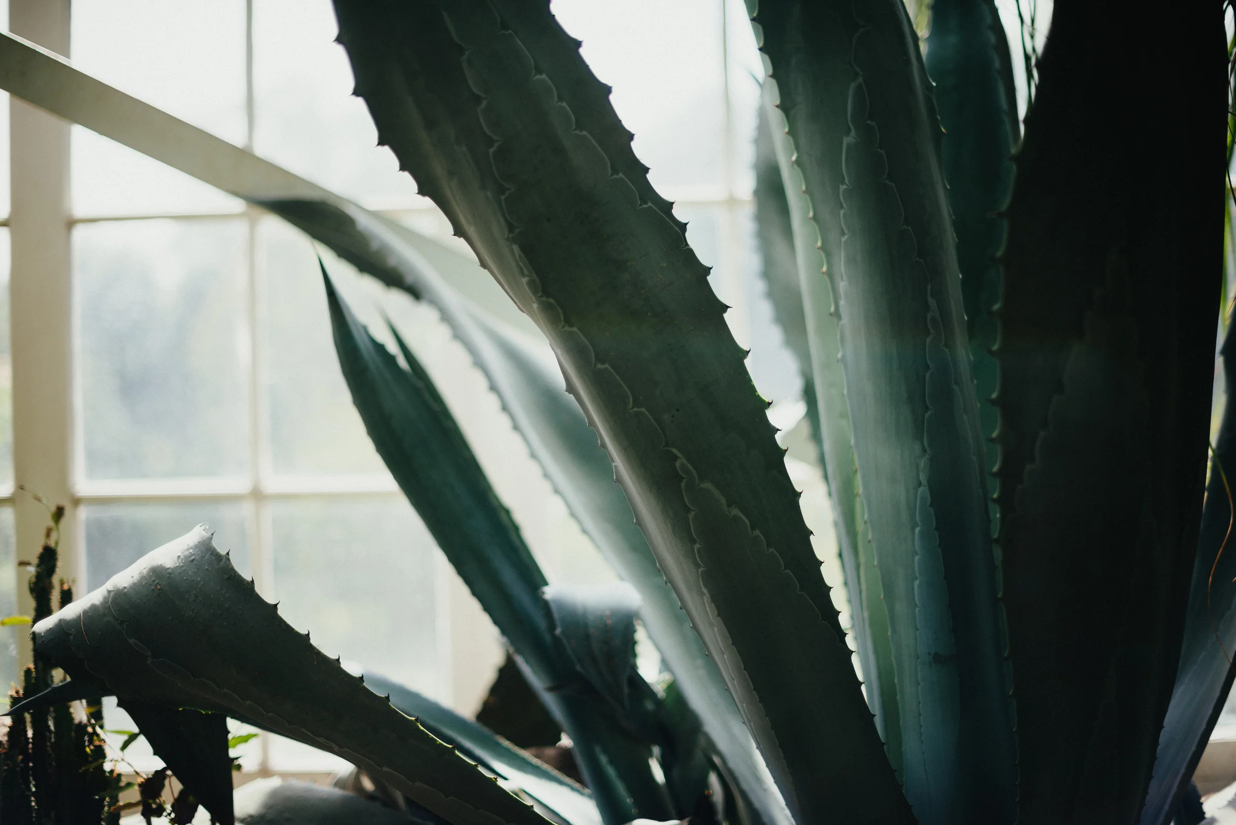 Tacoma Botanical Conservatory 03.jpg