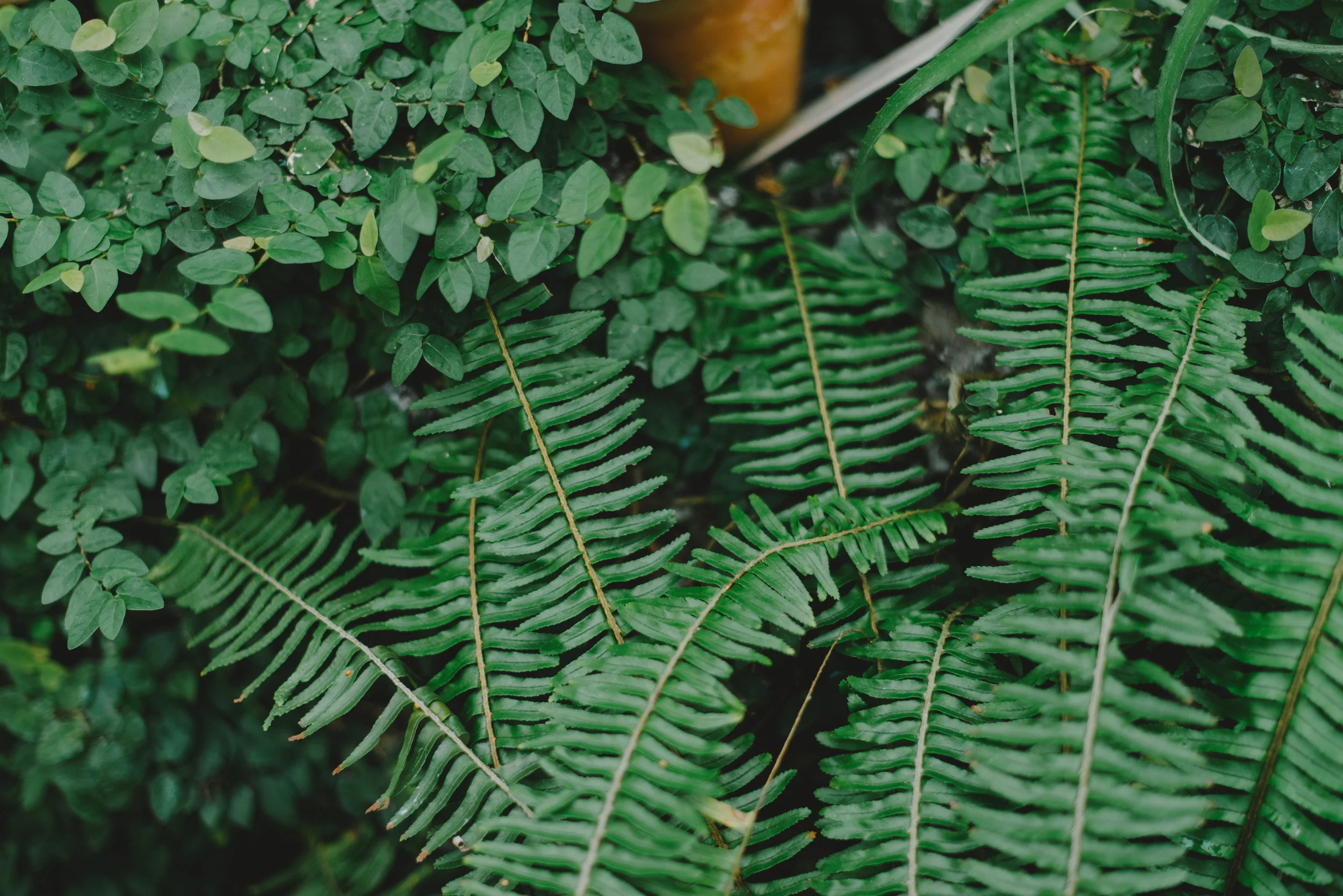 Tacoma Botanical Conservatory 09.jpg