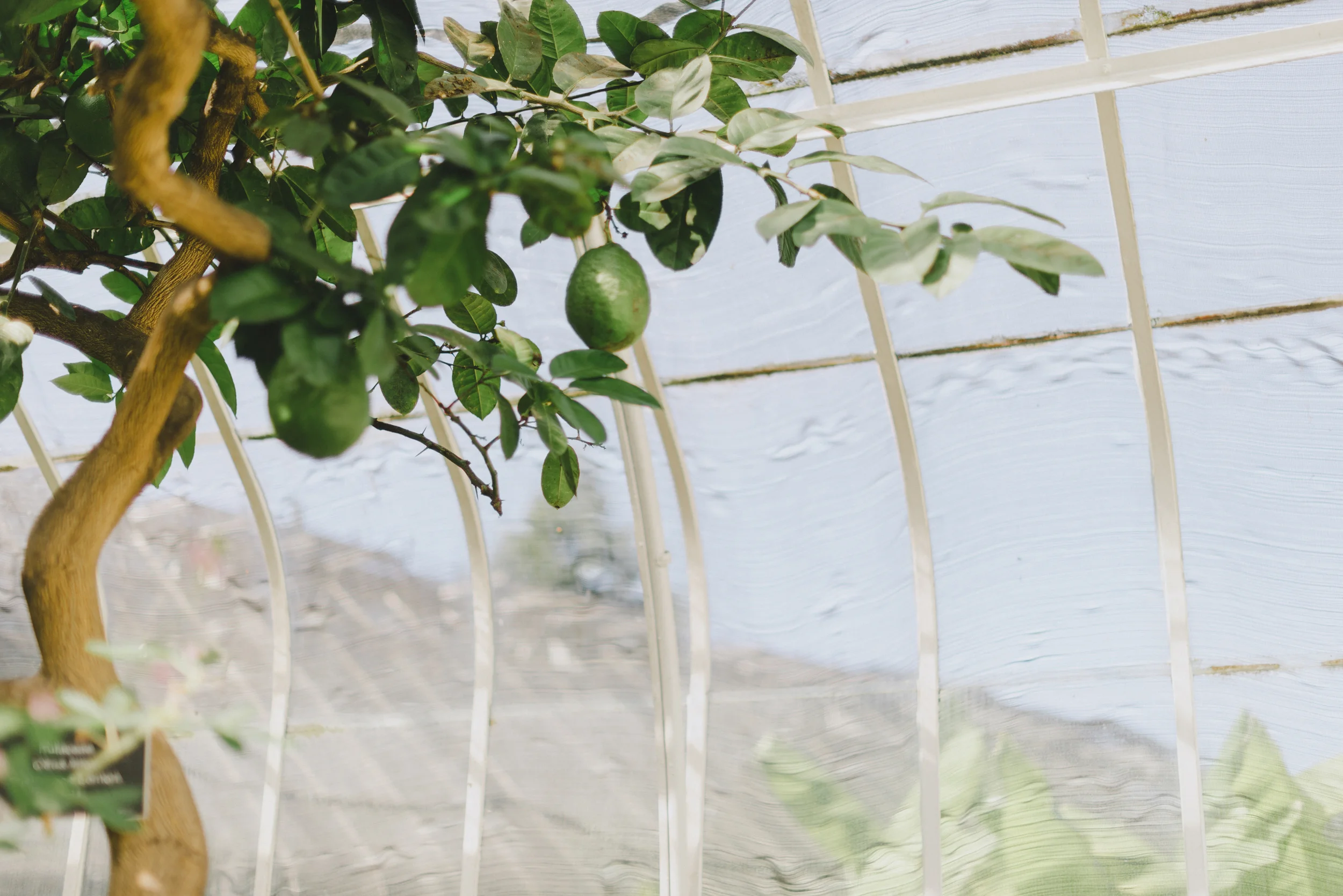 Tacoma Botanical Conservatory 15.jpg