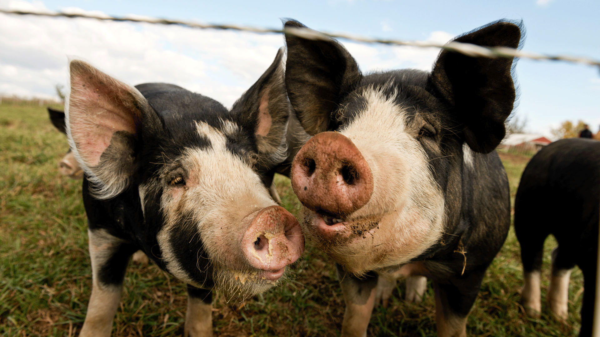 pigs.png