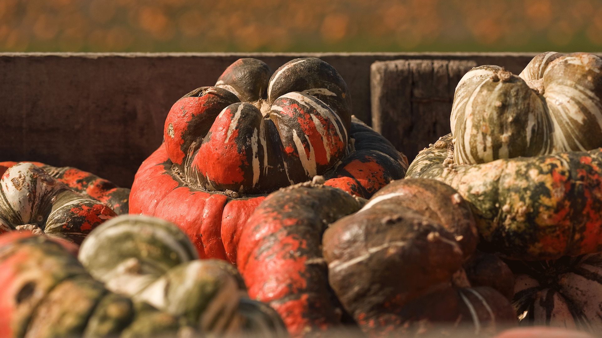 squash.png
