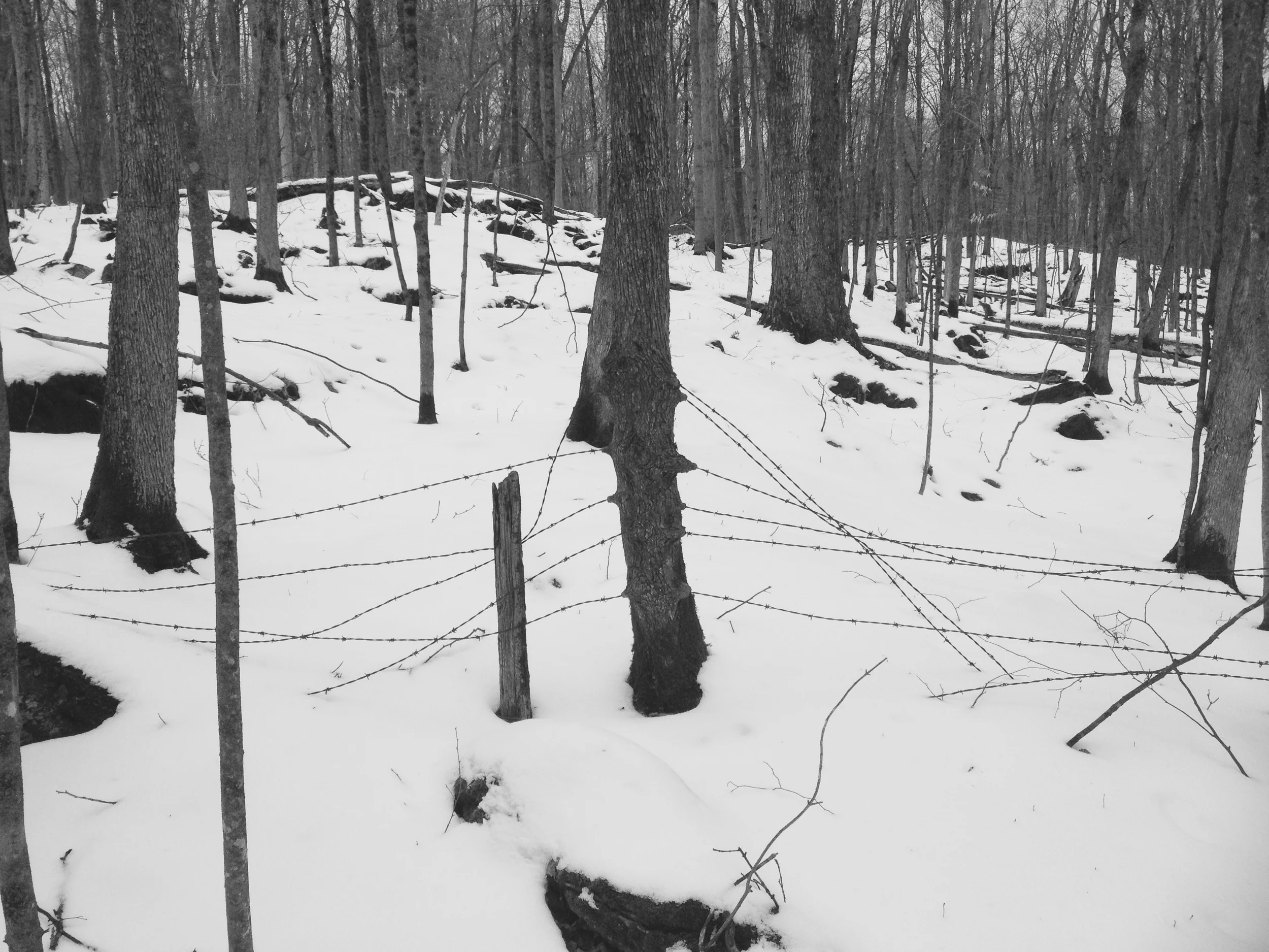 I particularly enjoy how this tree pooched and grew with the barbed wire. You see a lot of this fencing on the farm. Usually the tree just swallows the wire, but here it looks like the tree wanted to travel where the fence was going.