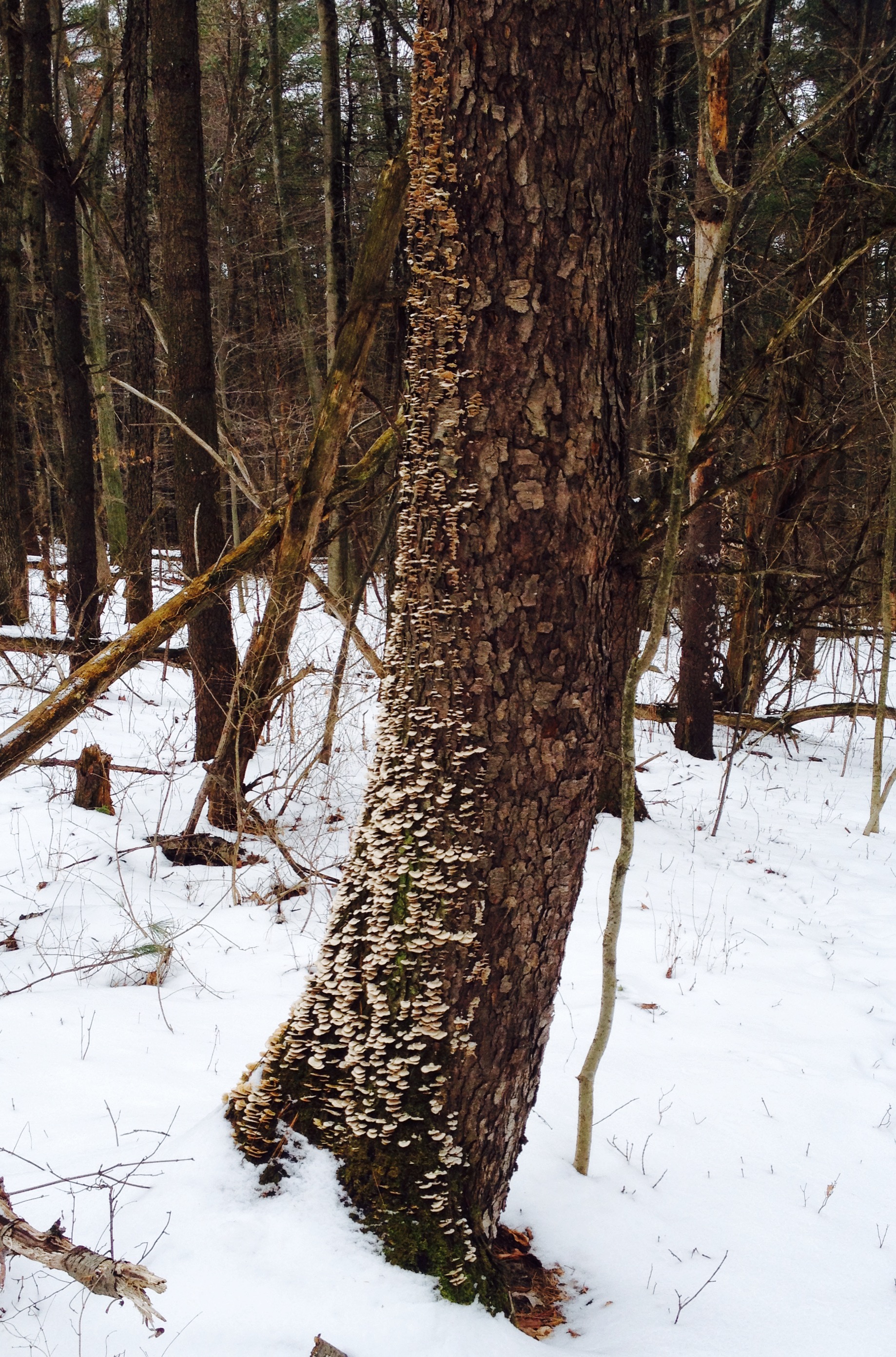 Fabulous tree bling.