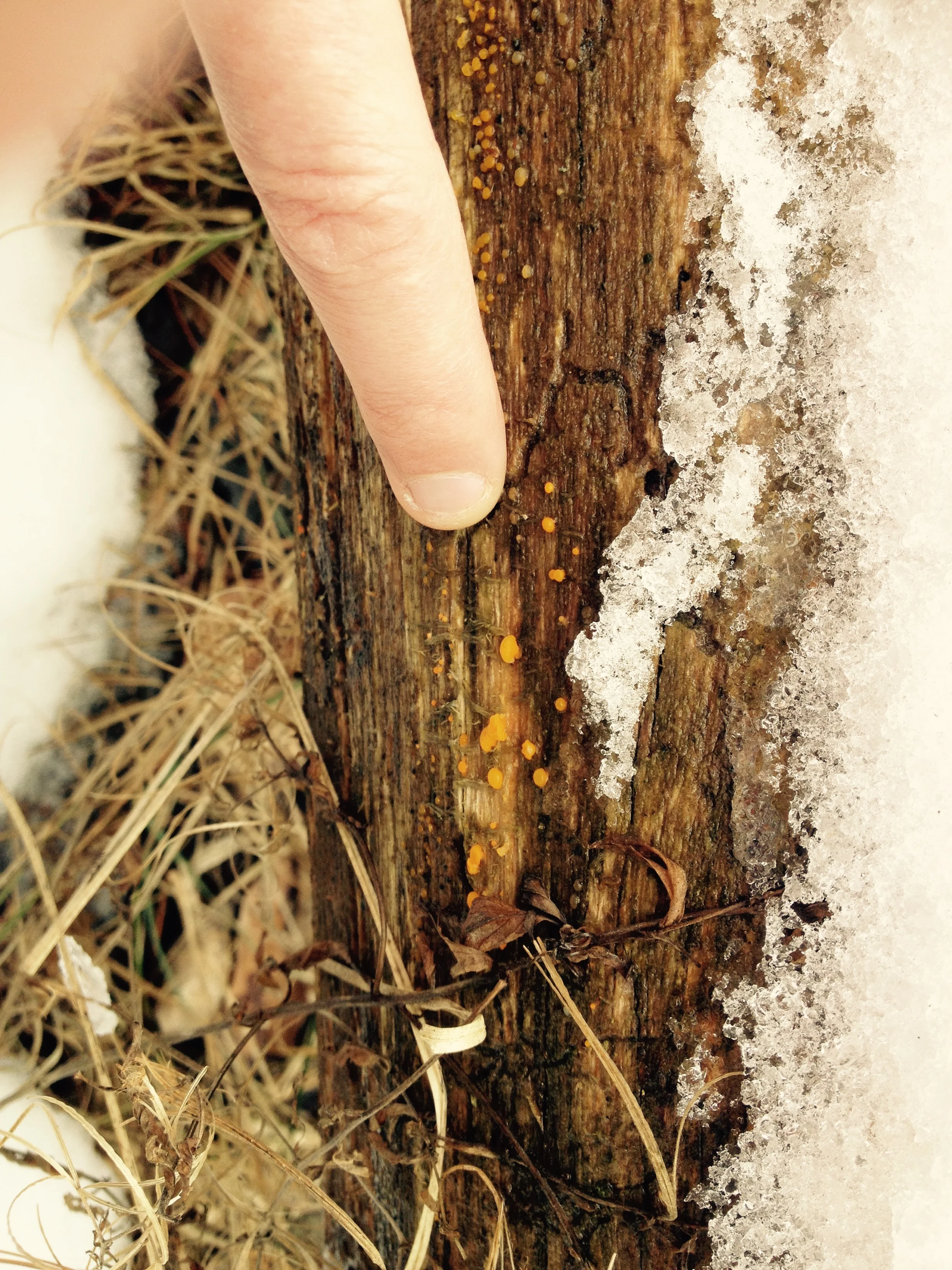 Bits of color in the dead of winter.