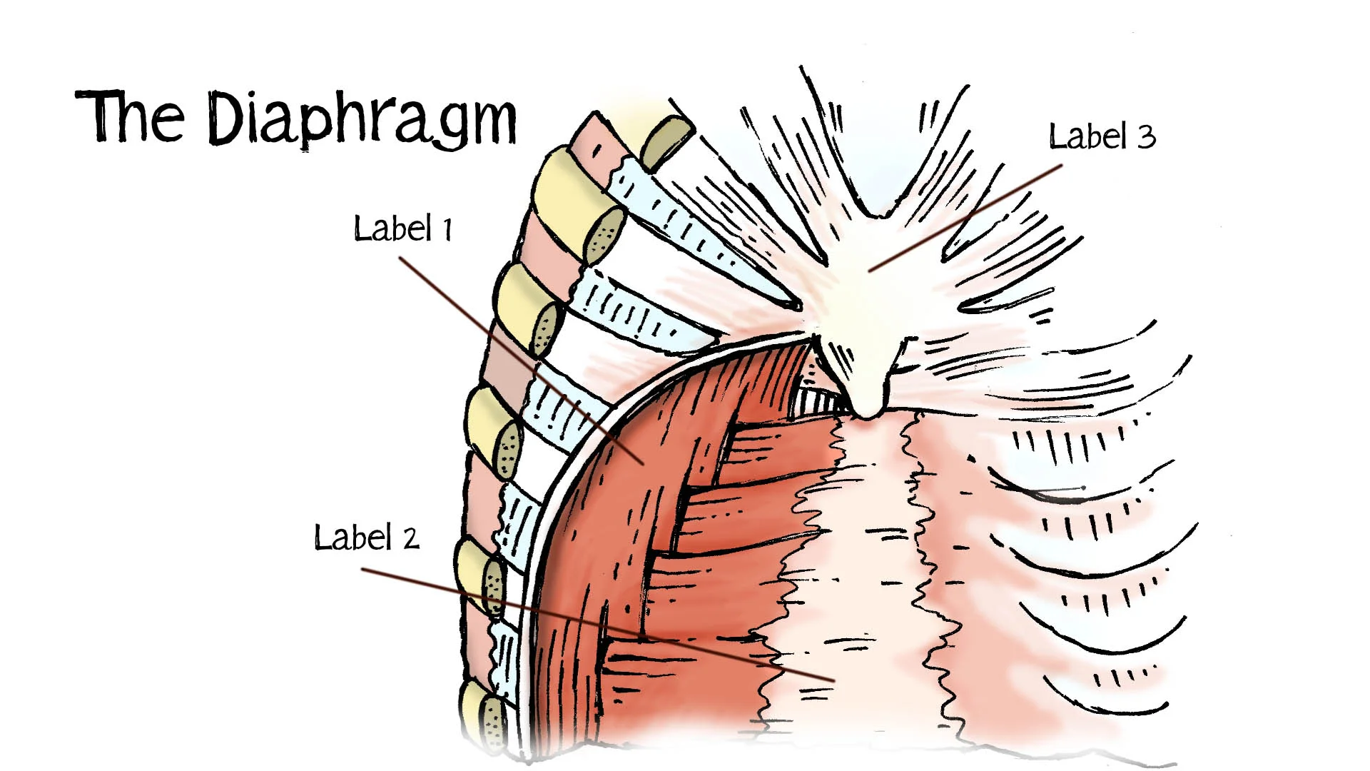 2. Diaphragm.jpg