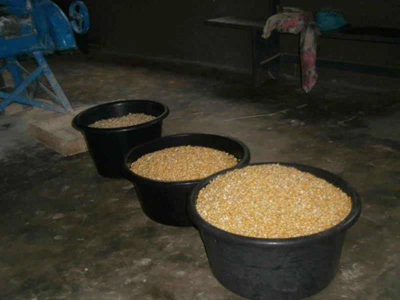 Corn waiting to be processed