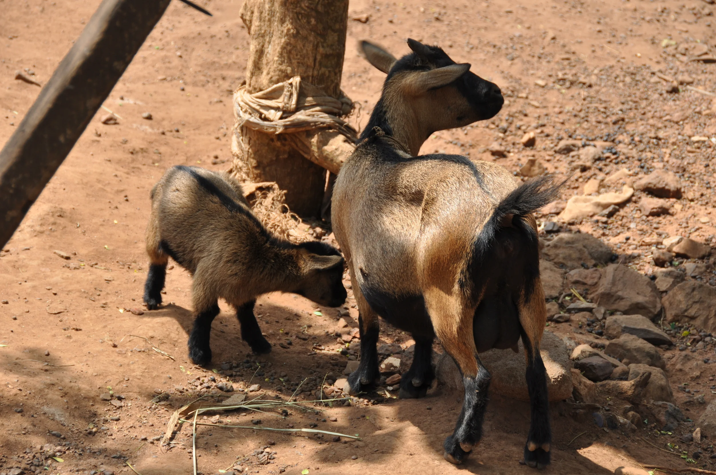 Goats (2).JPG