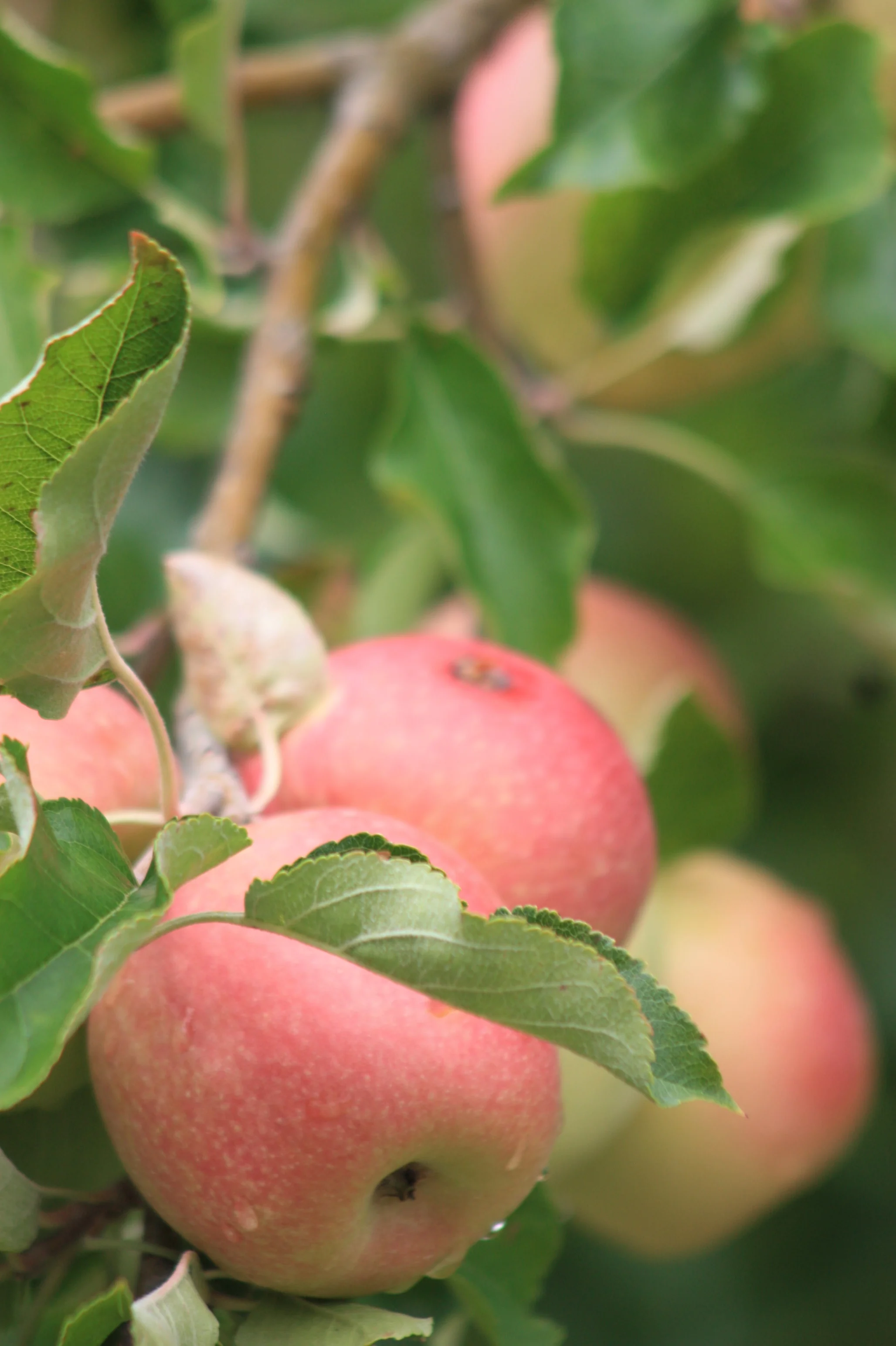 Photo Credit:  ms.akr