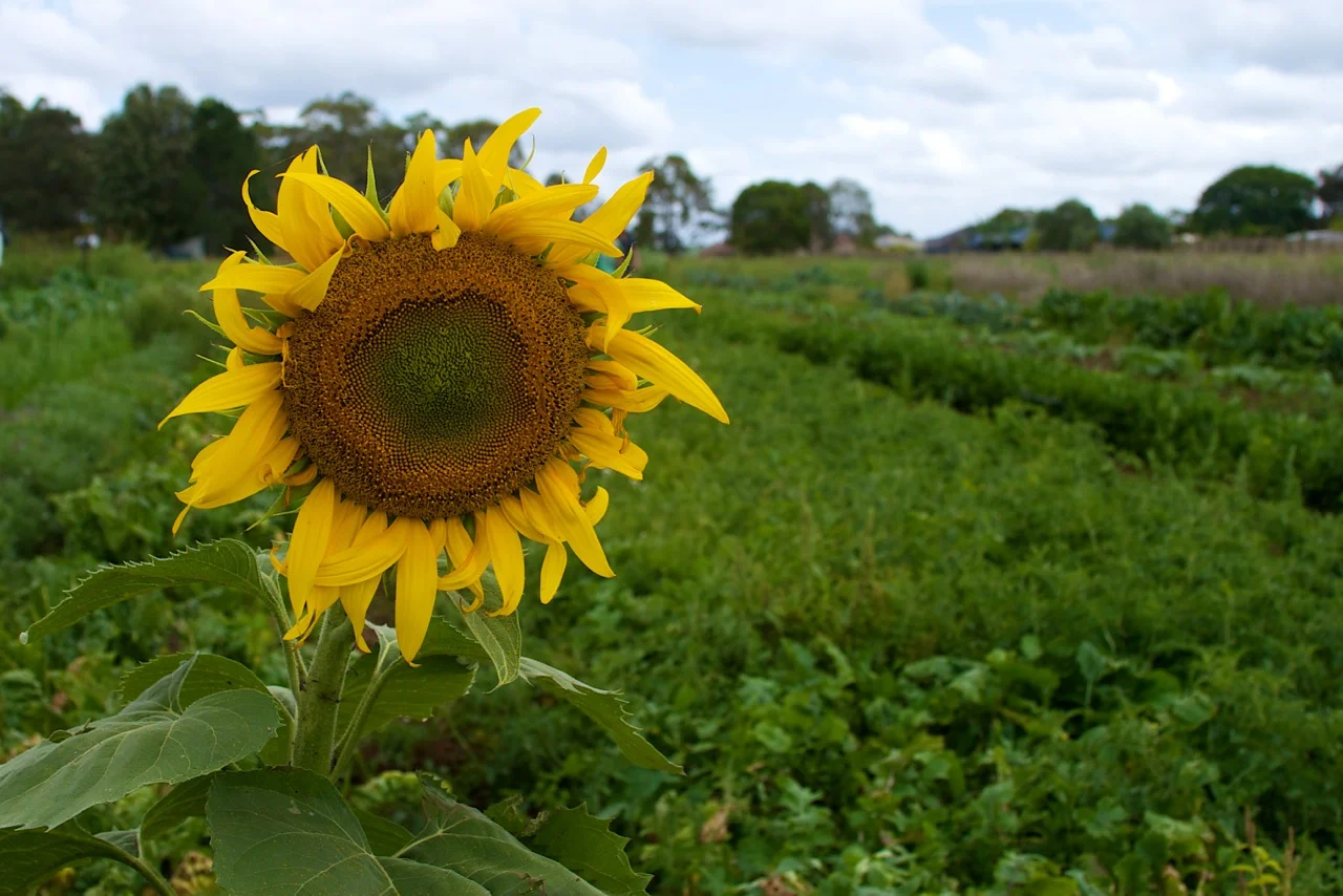 Sunflower Food Connect Foundation.jpeg