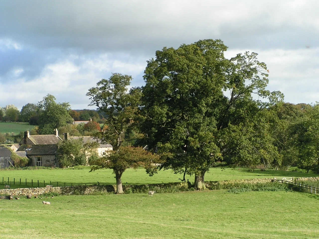 Trees-England-Countryside-Oak-Tree-Landscape-Farm-491182.jpg